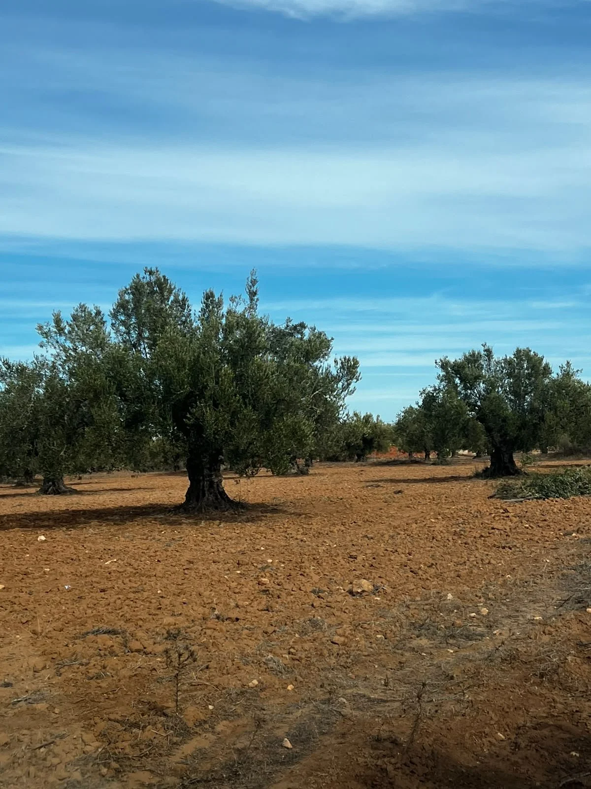 Mature olive trees in a Tunisian grove under a blue sky