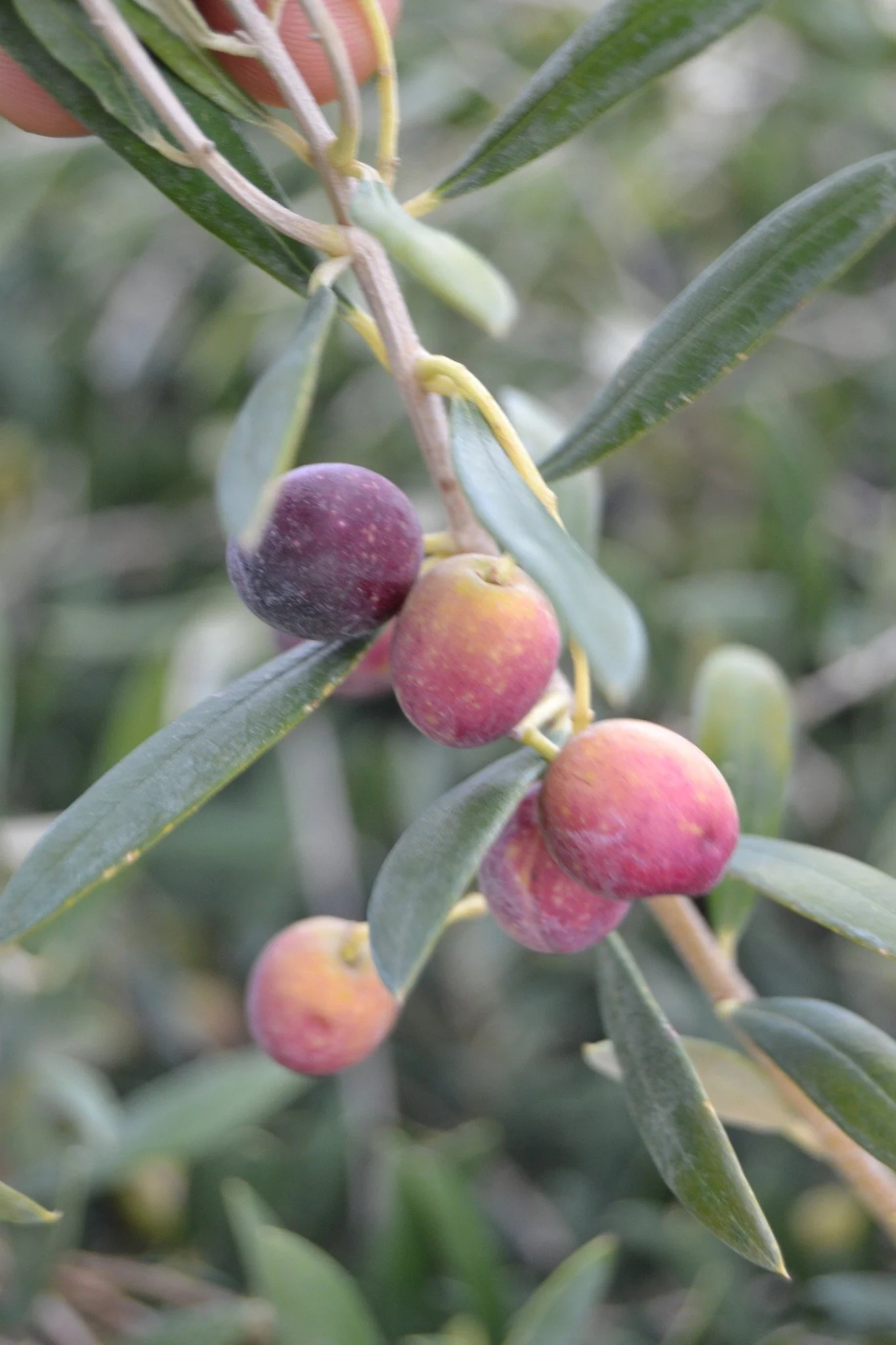 Ripening Arbequina olives on a branch