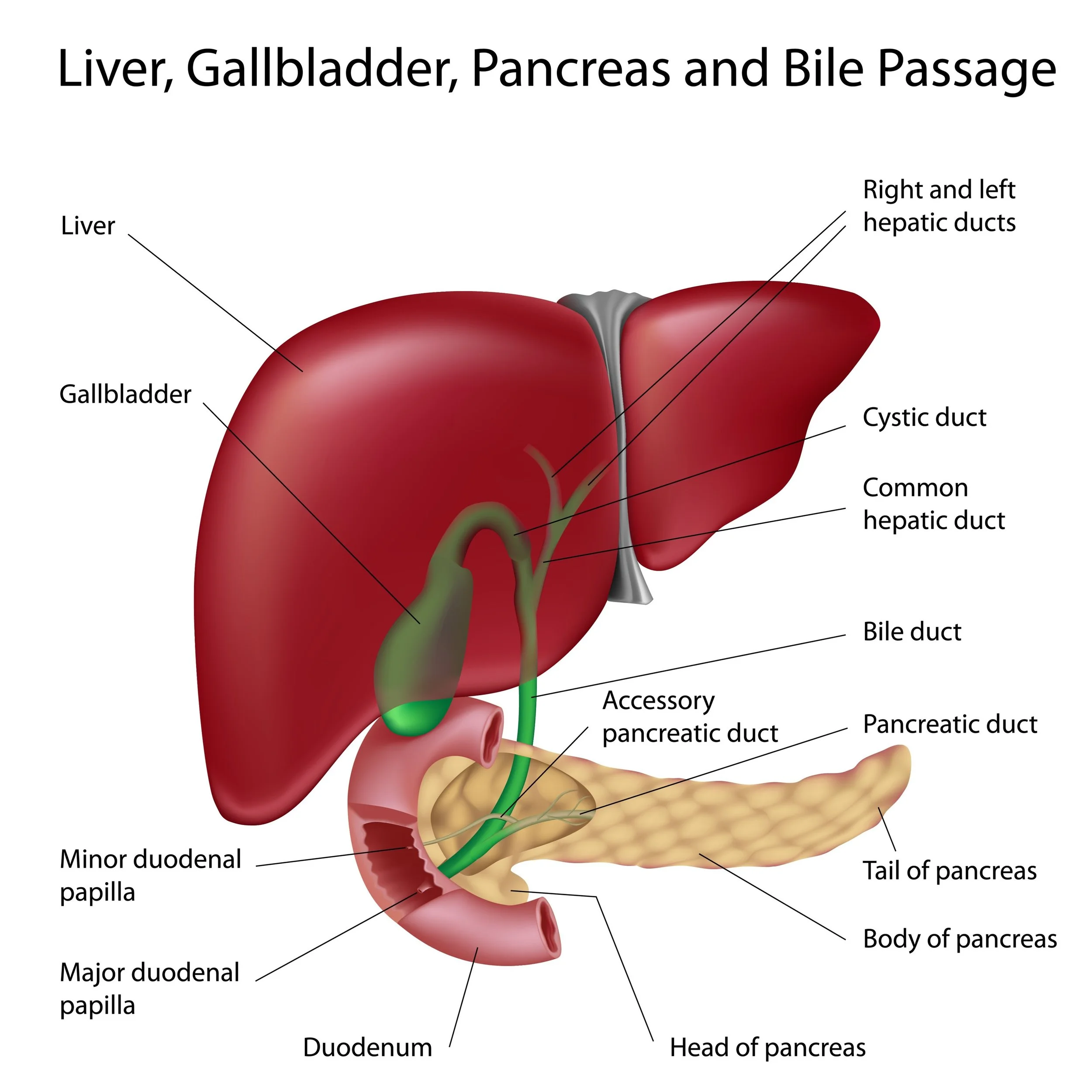 Diagram of the human liver, gallbladder, pancreas, and bile passage showing labeled parts including liver, gallbladder, small intestine, head and tail of pancreas, body of pancreas, pancreatic duct, accessory pancreatic duct, major and minor duodenal papilla, duodenum, common hepatic duct, cystic duct, right and left hepatic ducts, and bile duct.