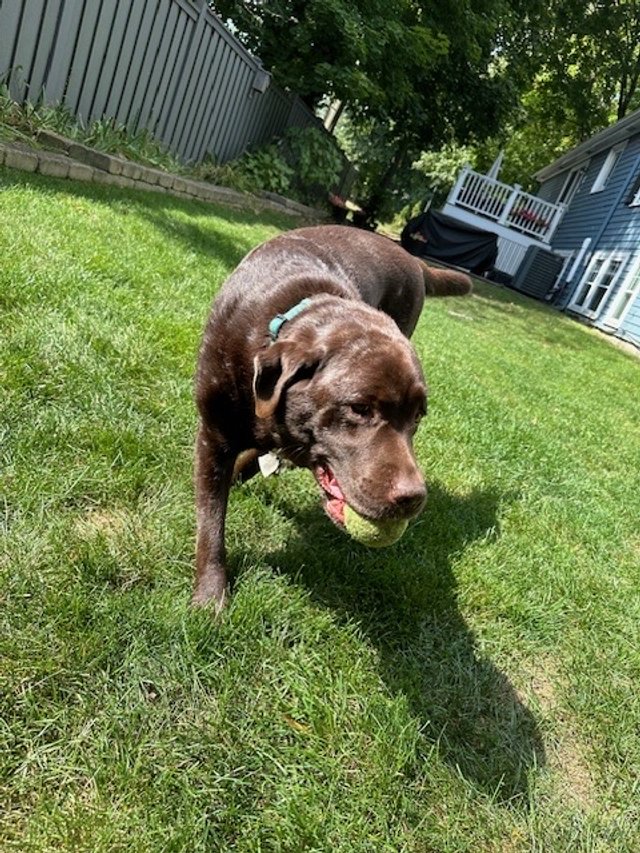A brown dog with a collar playing with a tennis ball in a backyard with green grass, a grey fence, tall trees, and a house with a deck in the background.
