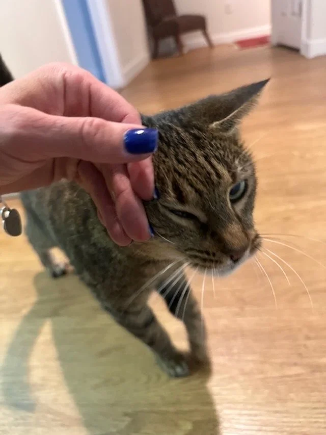 A person with blue painted nails is gently scratching a tabby cat's head indoors. The cat appears to be enjoying the affection, with a slightly squinted eye. The room has wooden flooring and some furniture in the background.