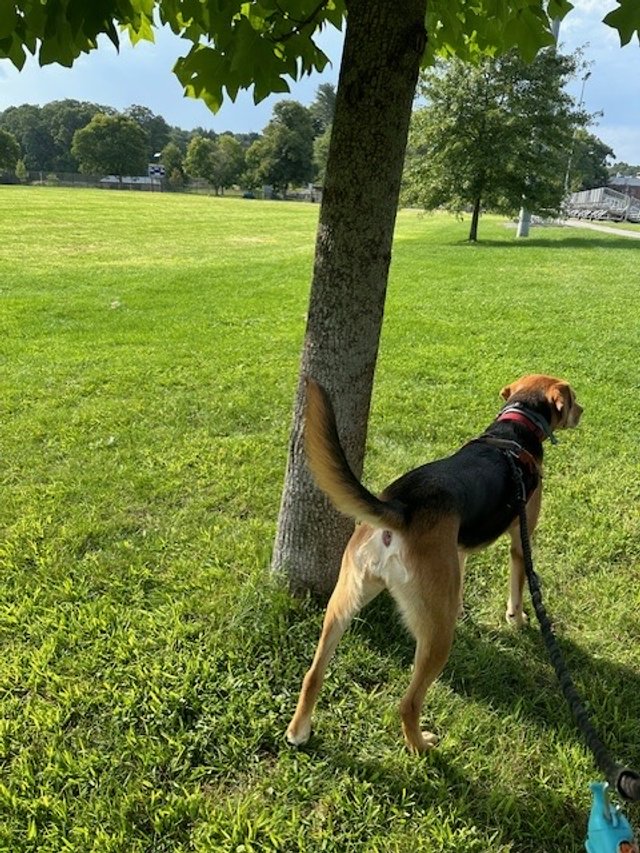 A dog with a black back and tan legs and tail standing on green grass, facing away, near a tree with lush leaves in a park.