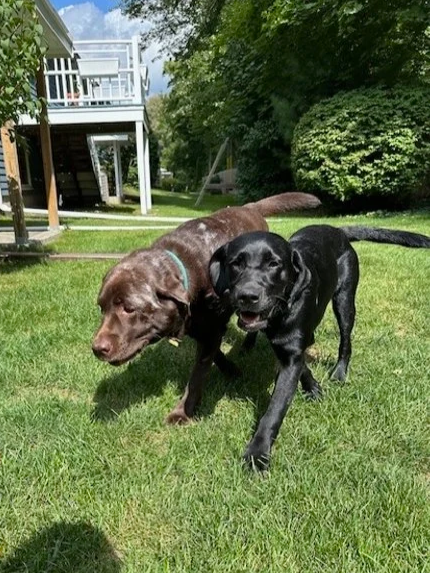 Two dogs, one brown and one black, playing and walking together on a grassy lawn in a backyard with trees and a house in the background.