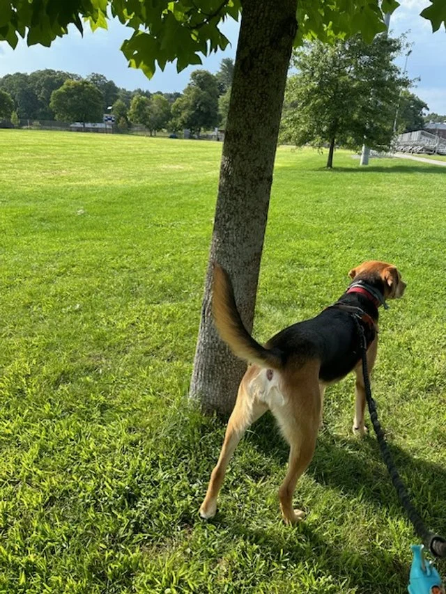 A beagle dog on a leash standing on green grass next to a tree in a park, with more trees and a blue sky in the background.