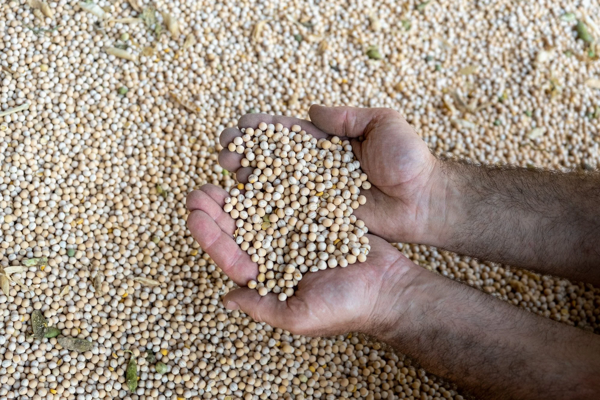 Mains tenant des graines de soja au-dessus d'une grande quantité de graines de soja.