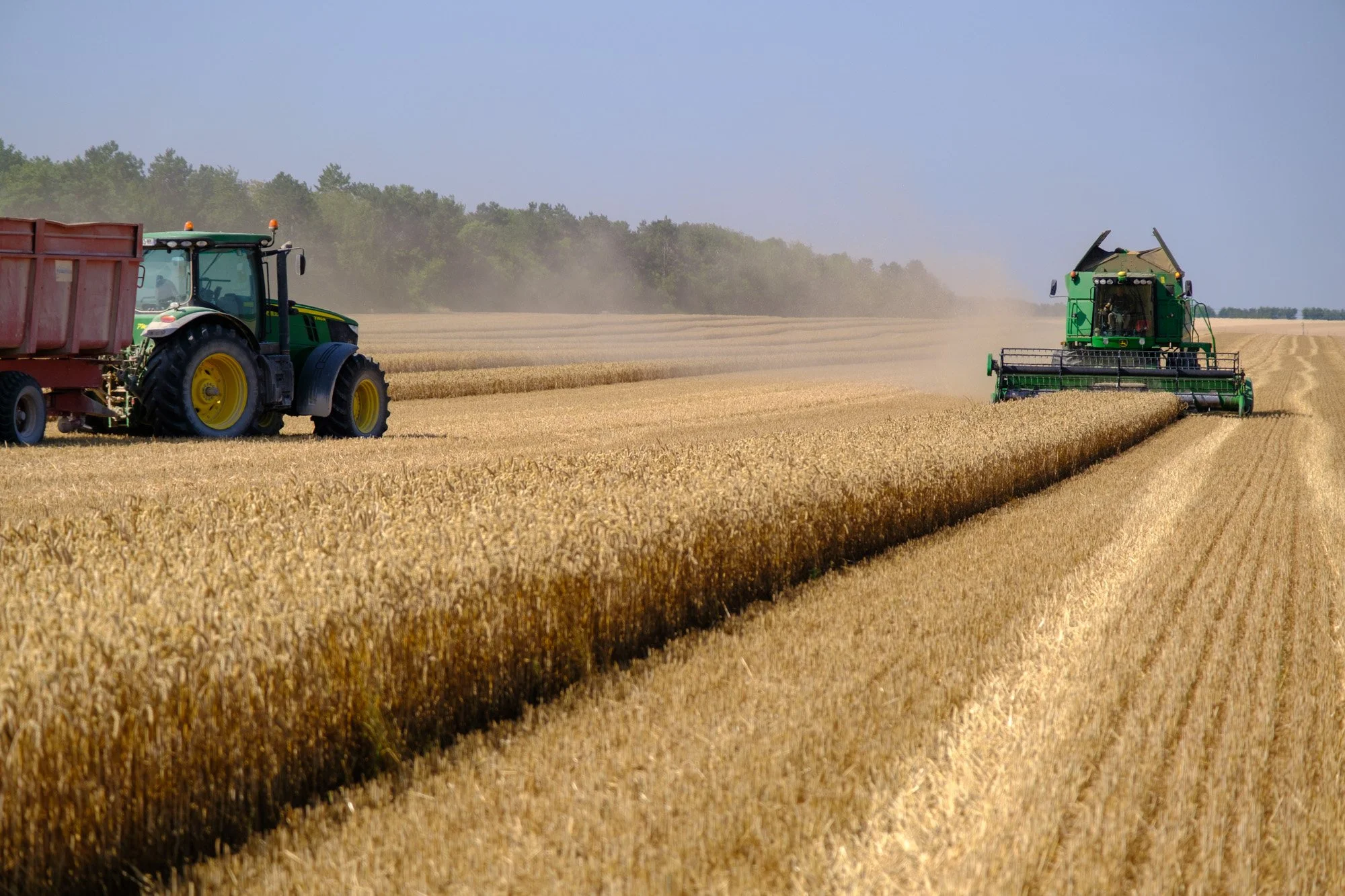Une moissonneuse-batteuse verte en action dans un champ de céréales dorées, avec un tracteur violet derrière, sous un ciel clair.