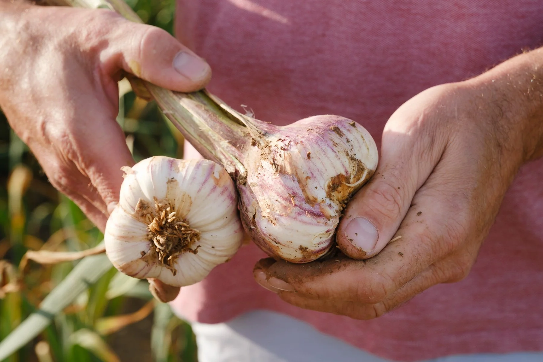 Photo d'illustration agricole sur des mains tenant un ail rose