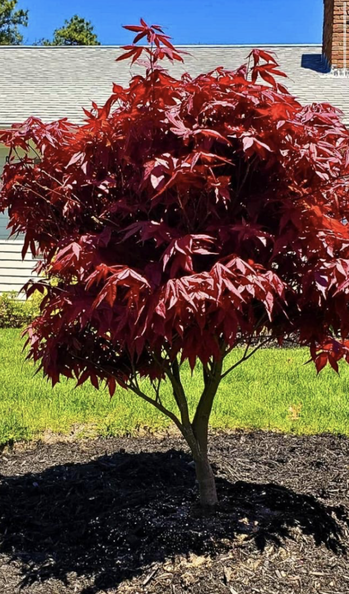 A small tree with red leaves planted in a yard with green grass and a house in the background.