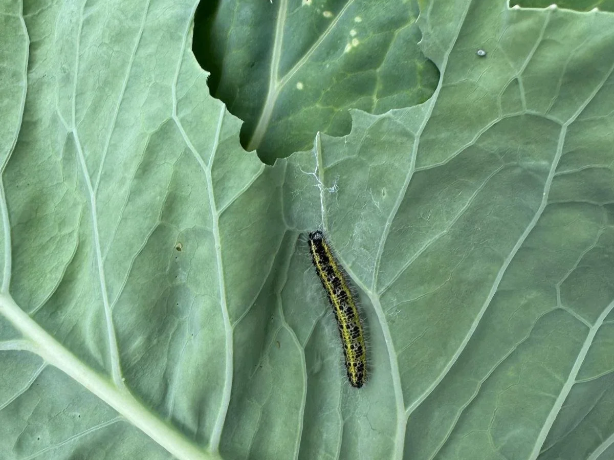 Het Jaardiner - Vrij werk