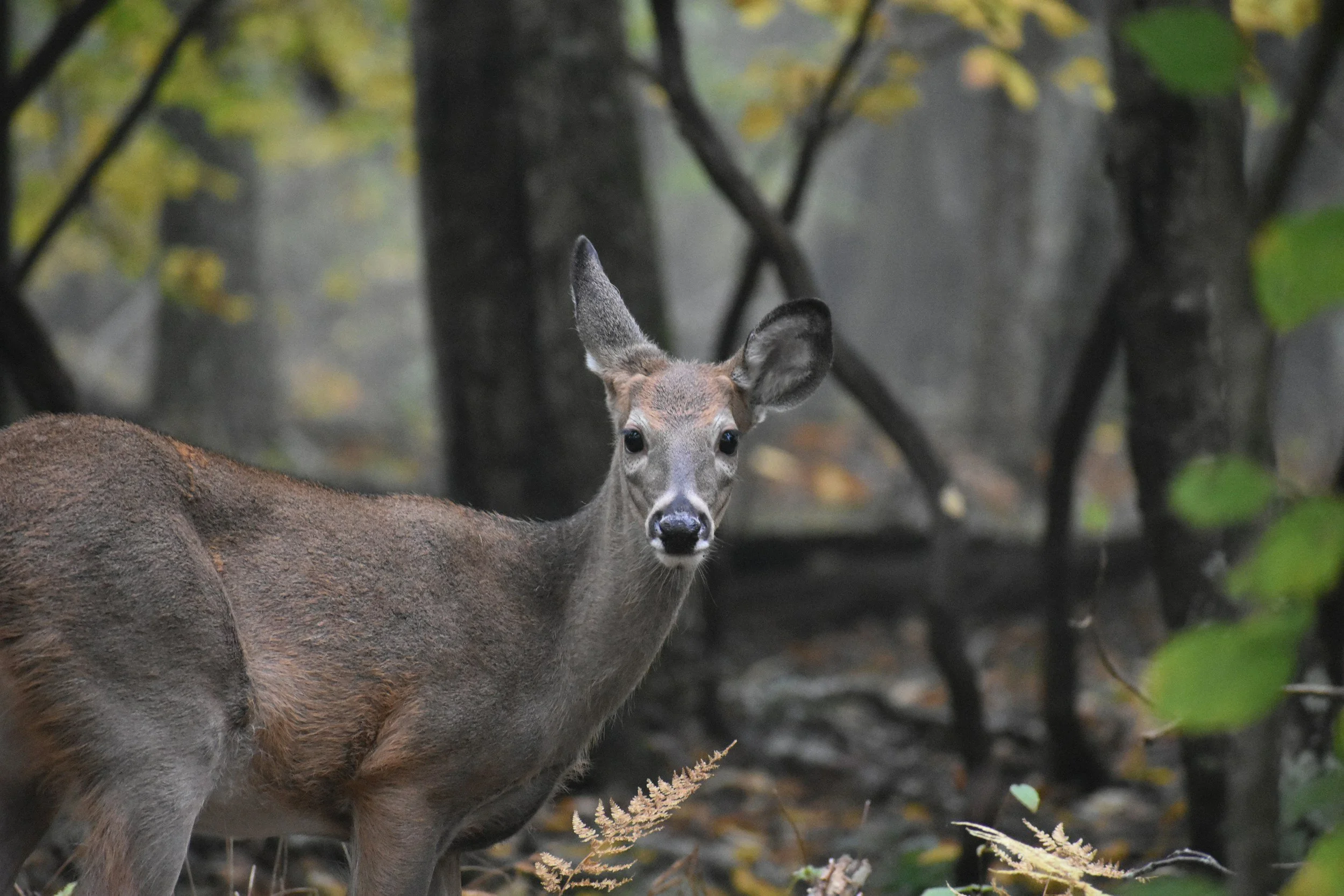 Dear waling in the woods at Shenandoah Valley