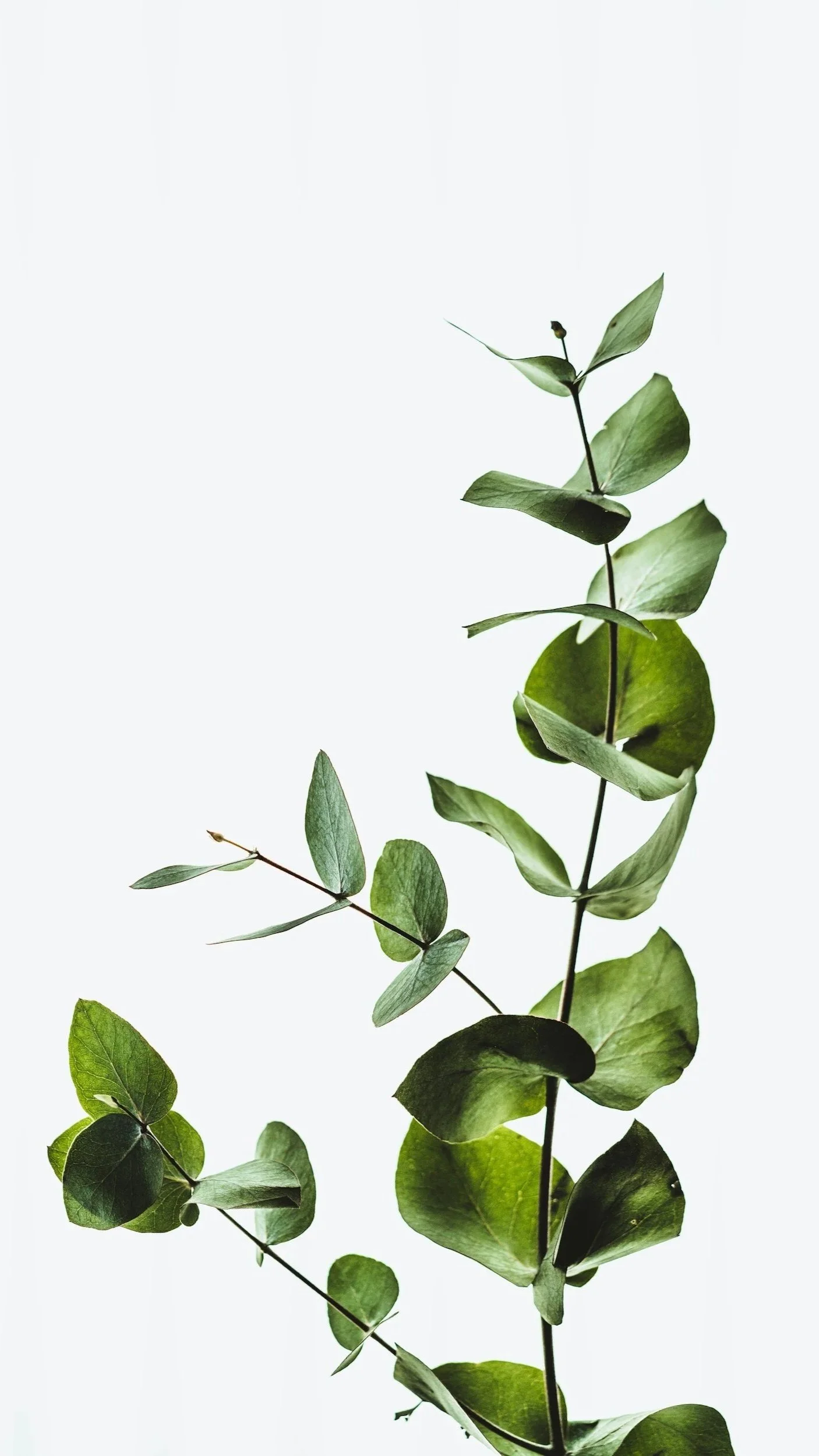 Organic growth in the age of AI