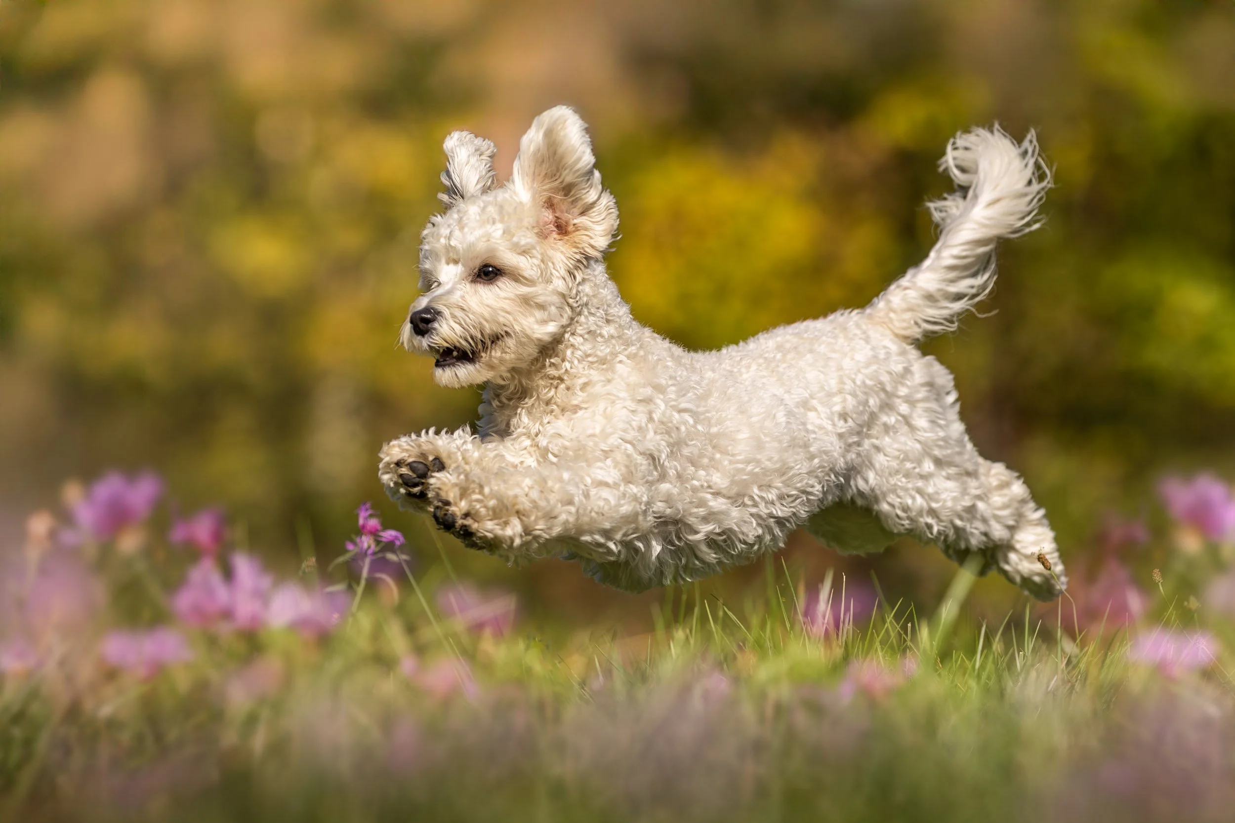 A white curly-haired dog running through a grassy field with pink flowers, background of blurred greenery in Chatham NY.
