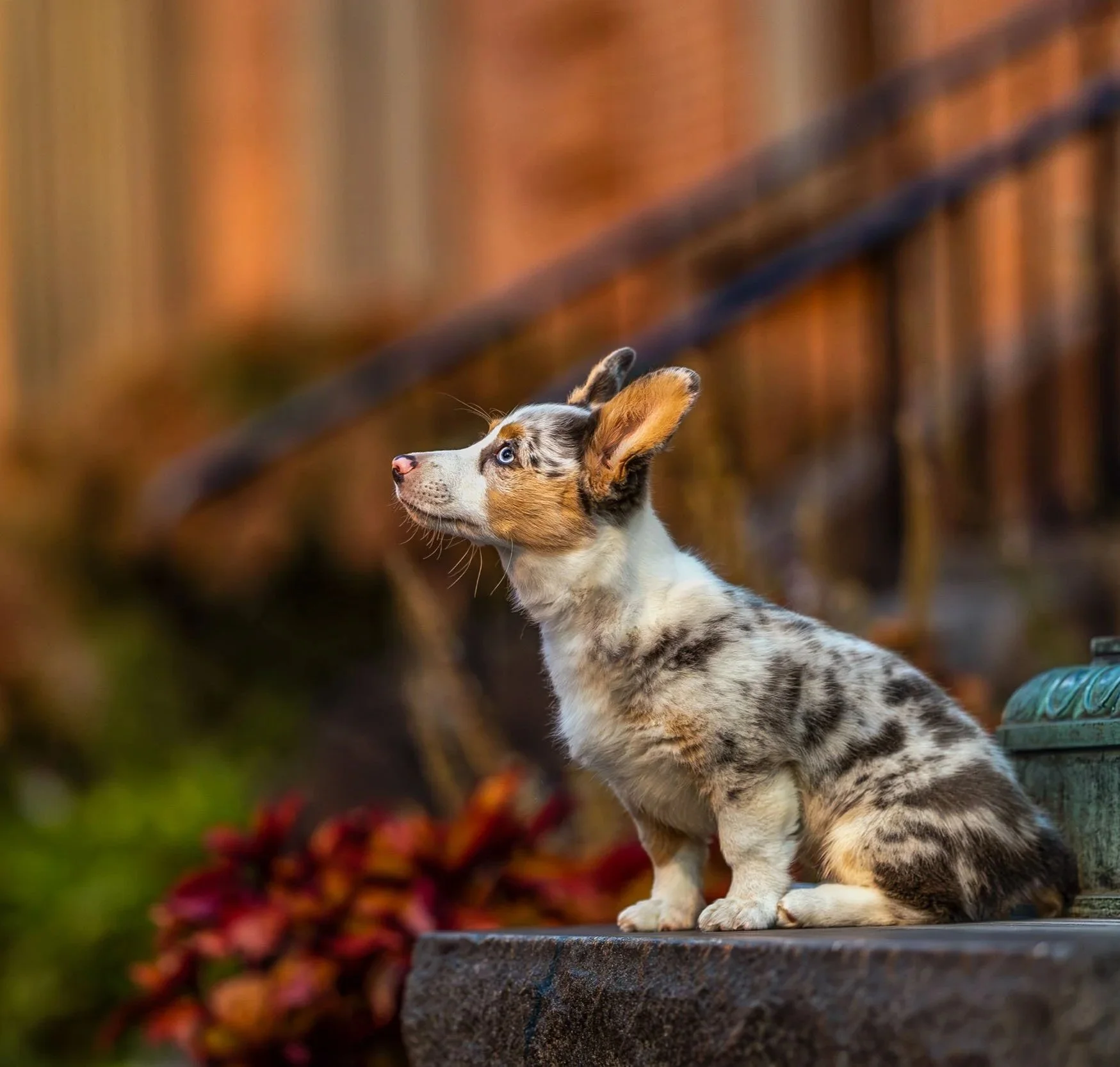 A Corgi puppy sitting on a step near a lightpost with colorful foliage in the background