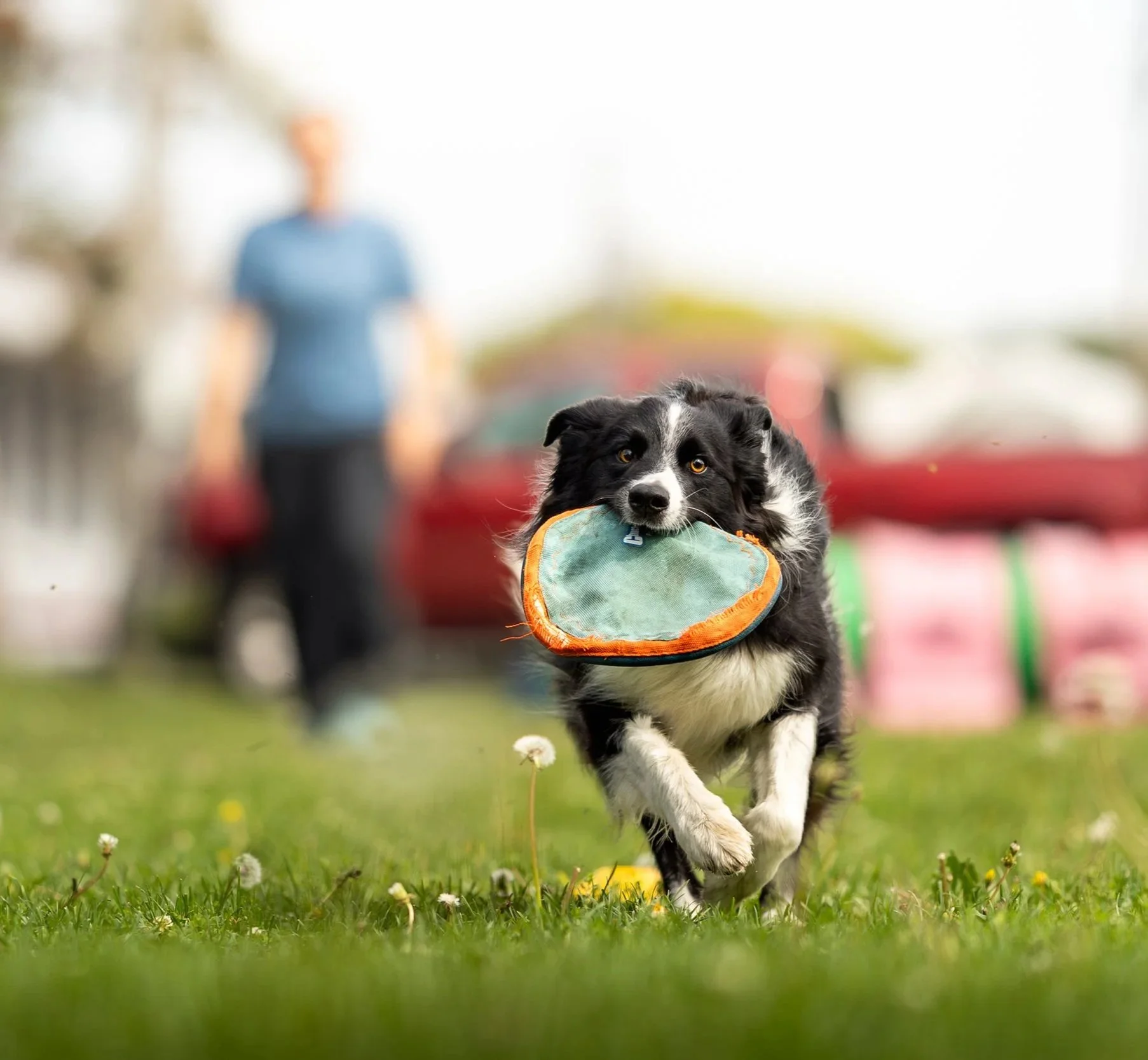 A black and white Border Collie dog running with a frisbee in its mouth