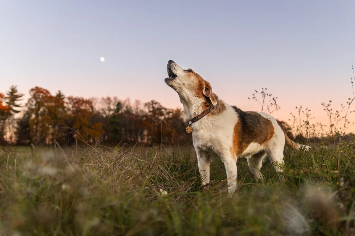 A dog with brown, black, and white fur howling at the moon in a grassy field at sunset in Albany NY.