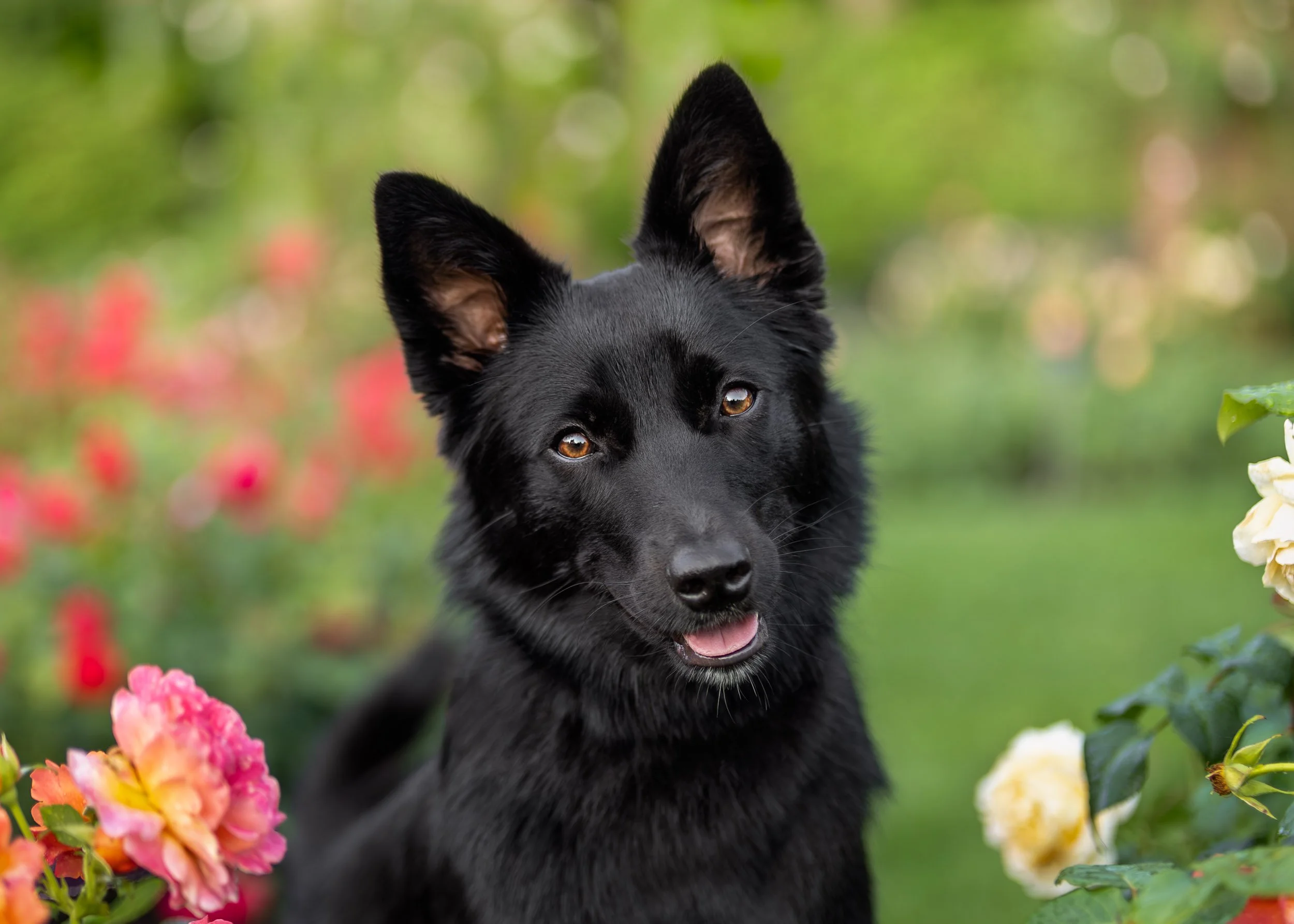 Black dog sitting in a flower garden