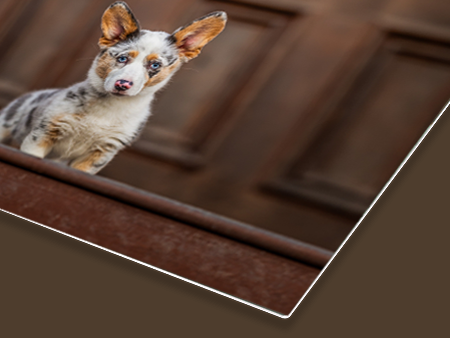 Metal Print - Starting at $99