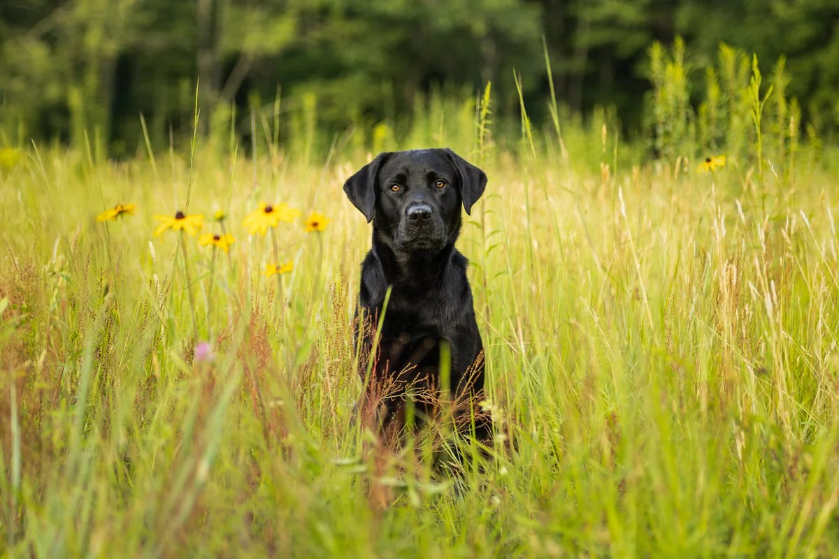 A black dog sitting in a field of tall grass and yellow flowers with a blurred green background in Saratoga NY.
