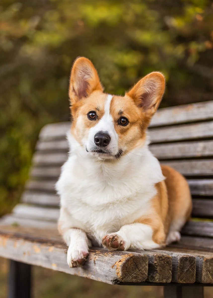 A cute Corgi dog with tan and white fur lying on a wooden bench outdoors with a blurred green background at Saratoga State Park in Saratoga NY.