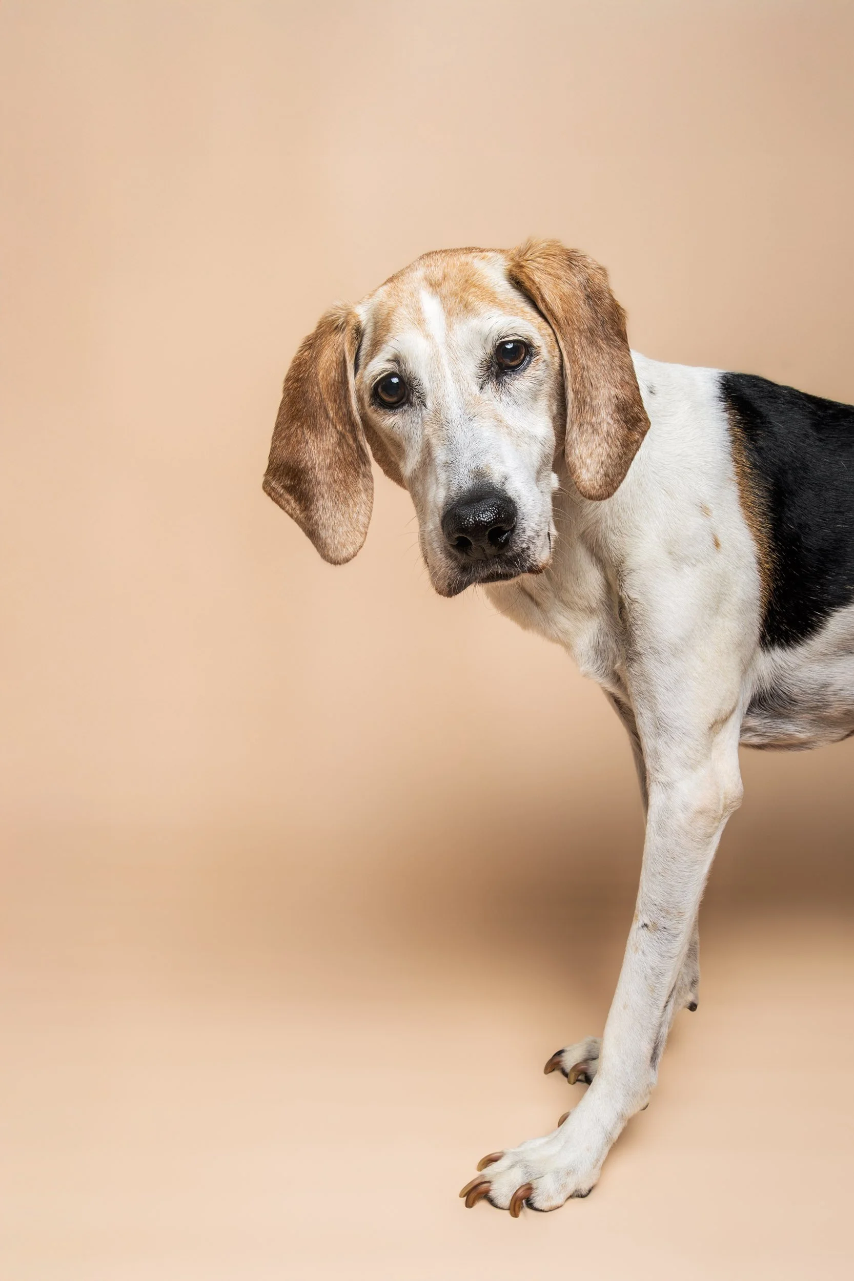 A senior hound dog with a white coat, black patches, and floppy ears standing against a beige background.