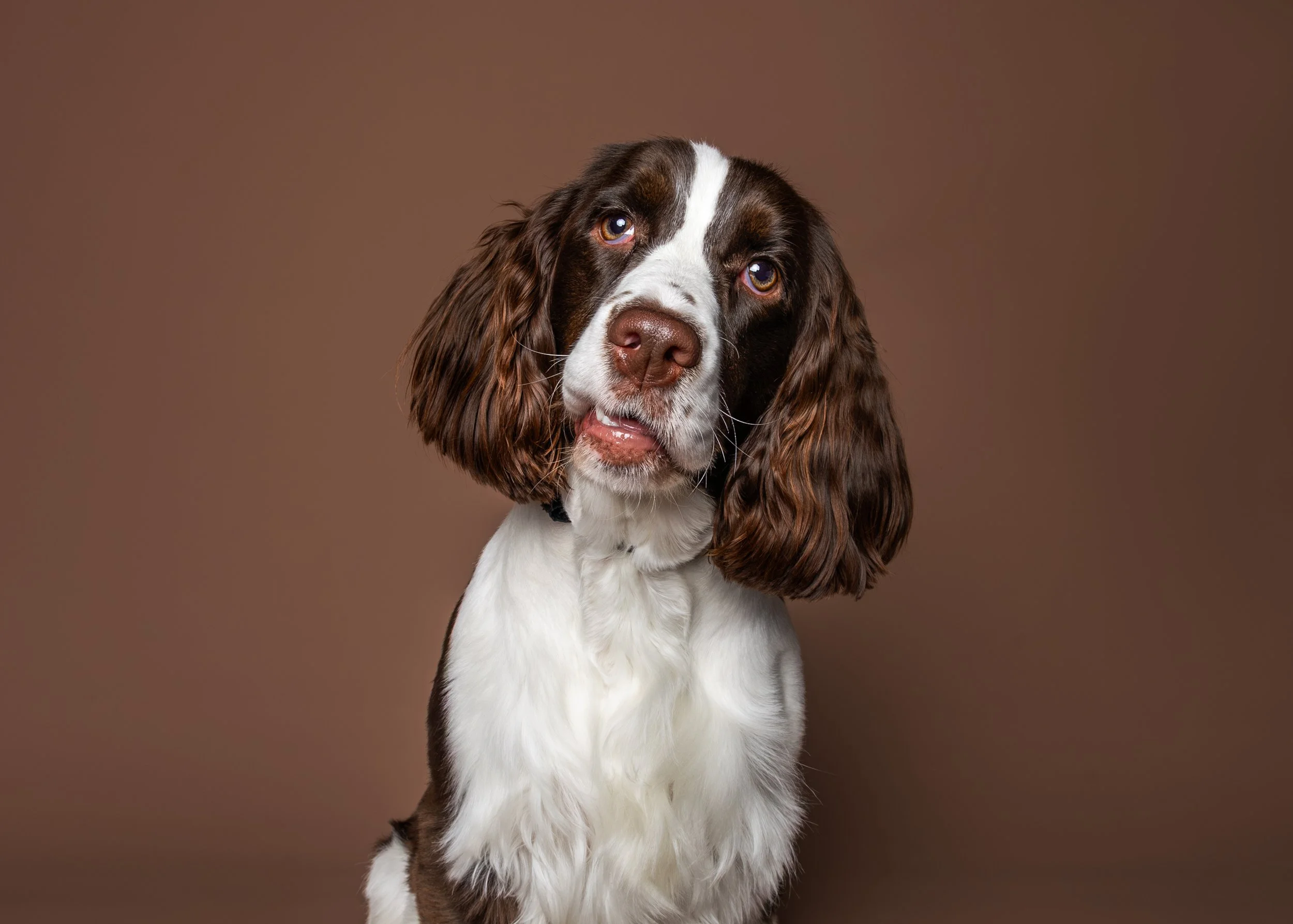 A brown and white Springer Spaniel dog tilting it's head against a brown backdrop in Clifton Park NY.