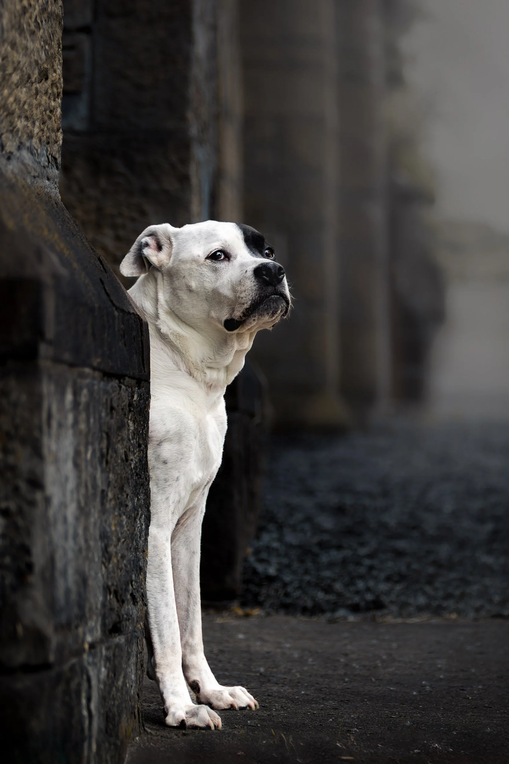 A white and black Pitbull dog with a black spot around the right eye, standing on a sidewalk beside a stone wall, gazing into the distance during foggy weather.