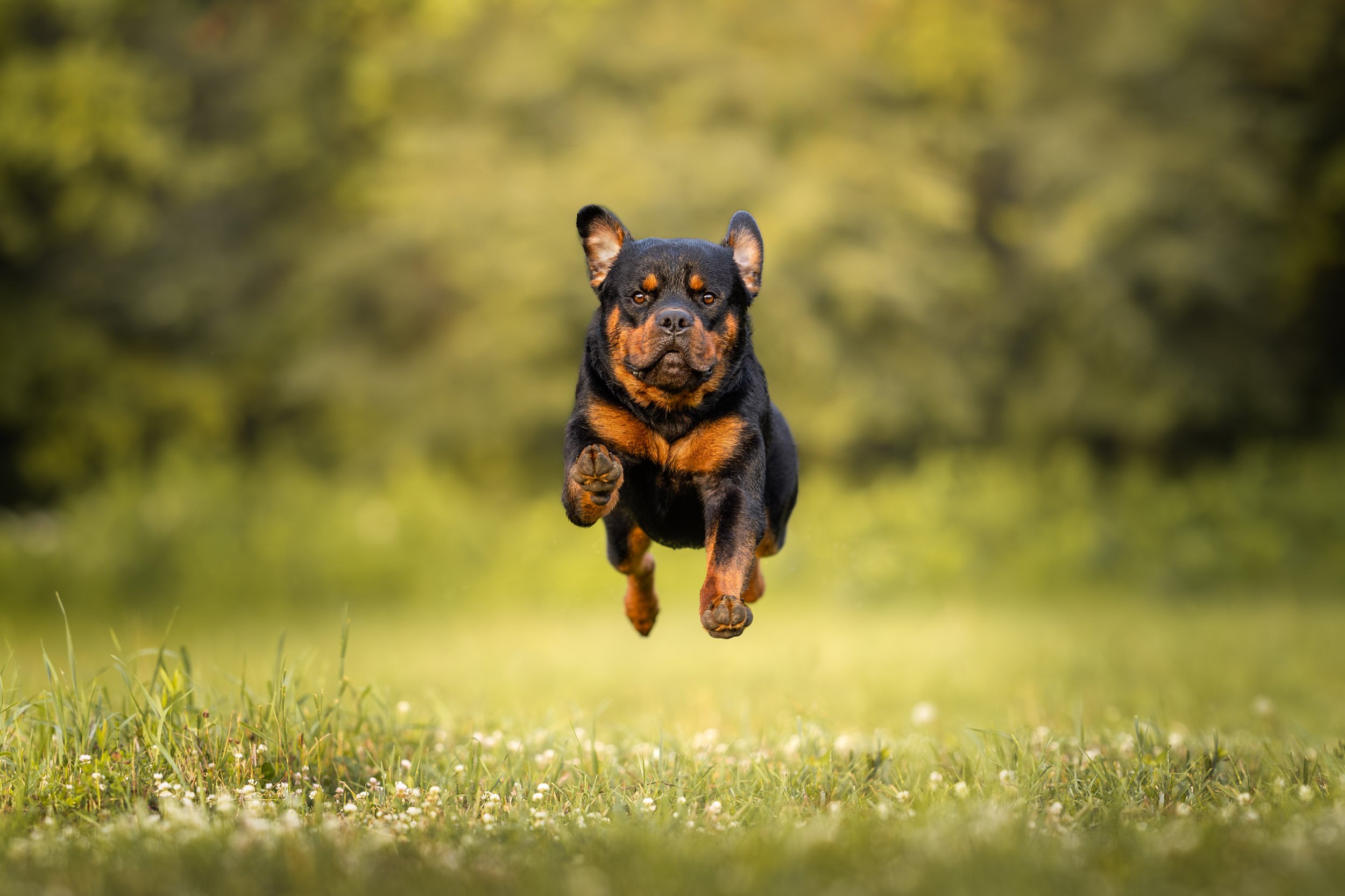 A Rottweiler dog running mid-air through a grassy field in the Hudson Valley NY