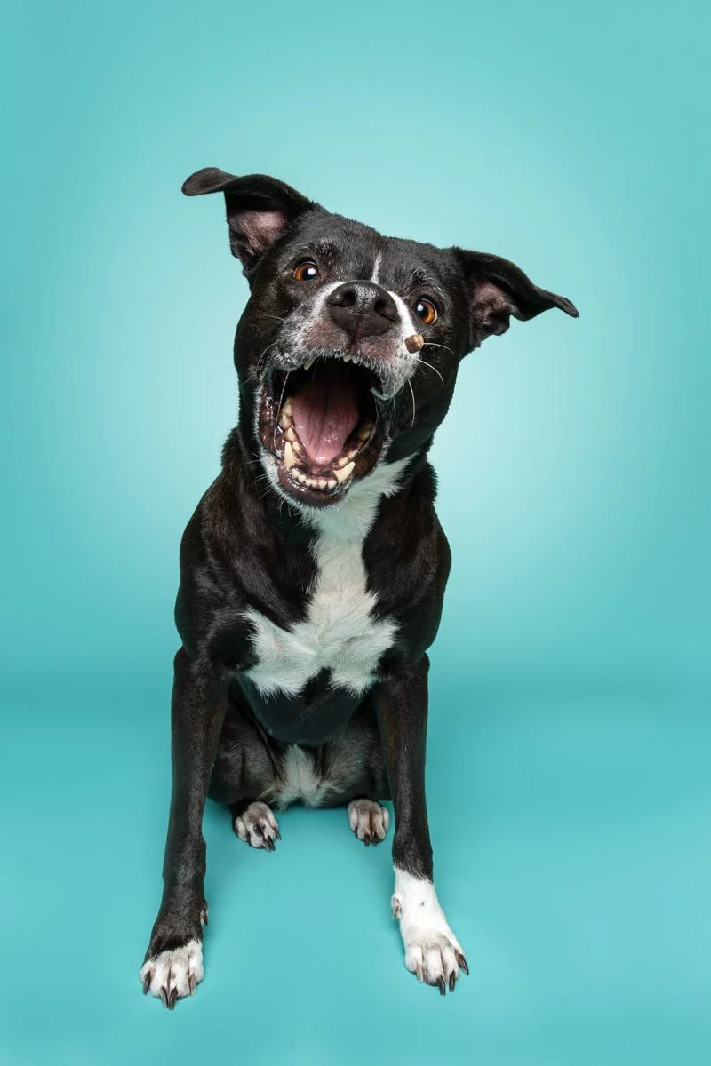 A black and white dog sitting on a blue background, with its mouth open and tongue out, catching a treat mid-air in Clifton Park NY.