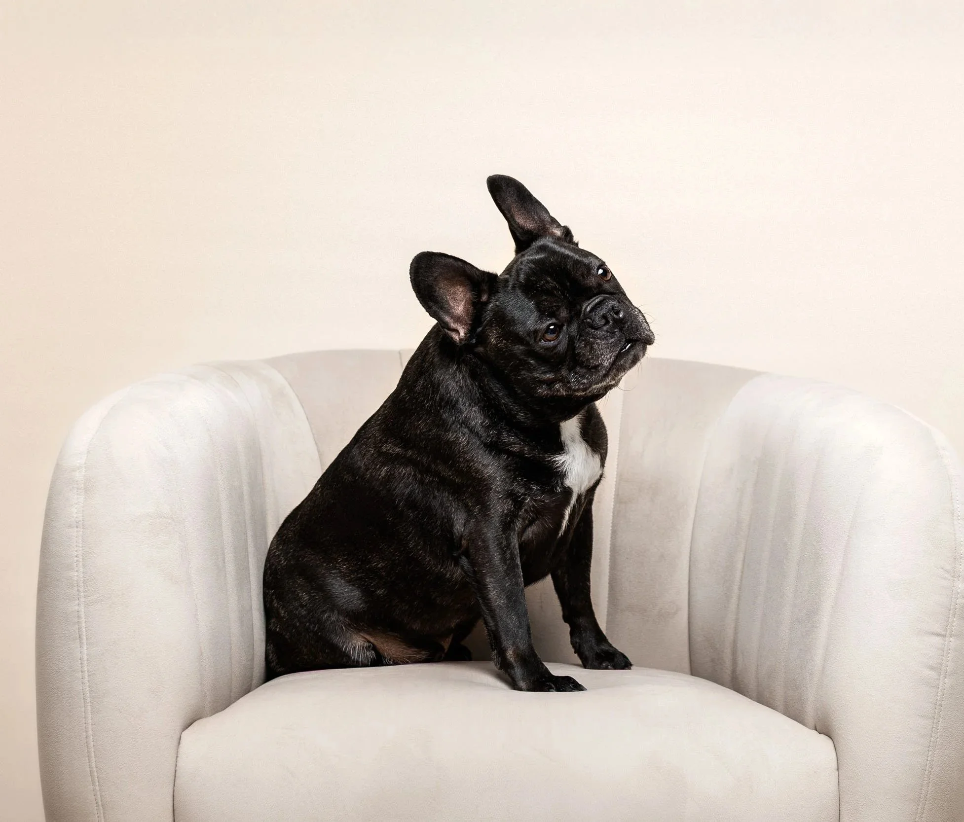A brindle French Bulldog sitting on a beige chair against a white wall