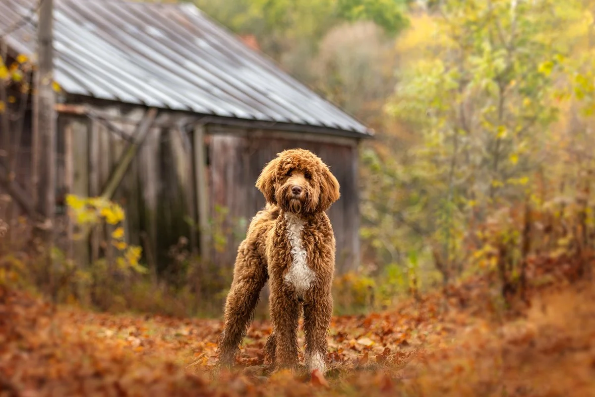 A brown curly-haired Doodle dog standing on a bed of fallen autumn leaves in front of an old wooden barn with a metal roof, surrounded by trees with autumn foliage in Hudson Valley NY.