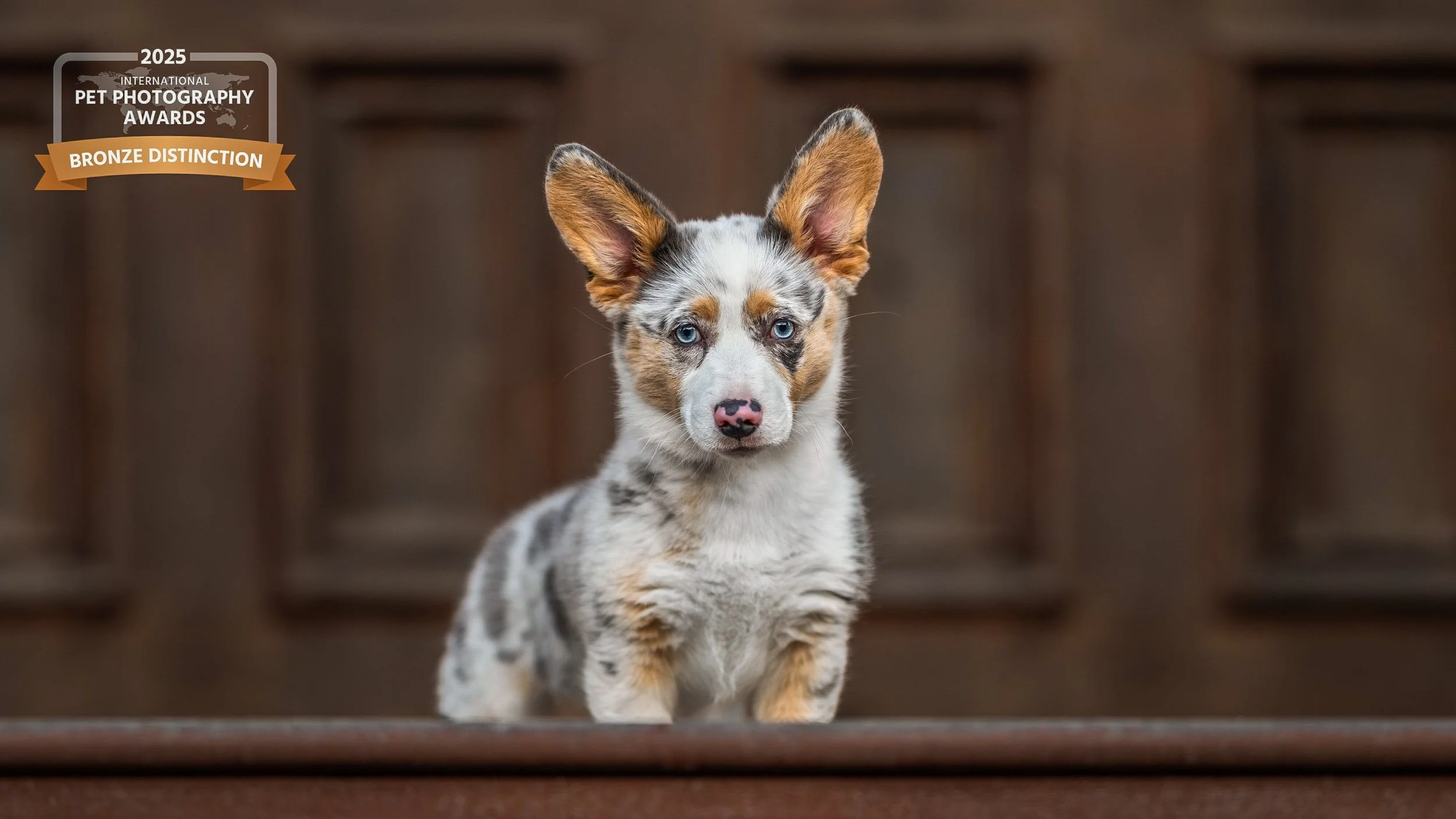 Corgi puppy looking at the view from a step against a brown background