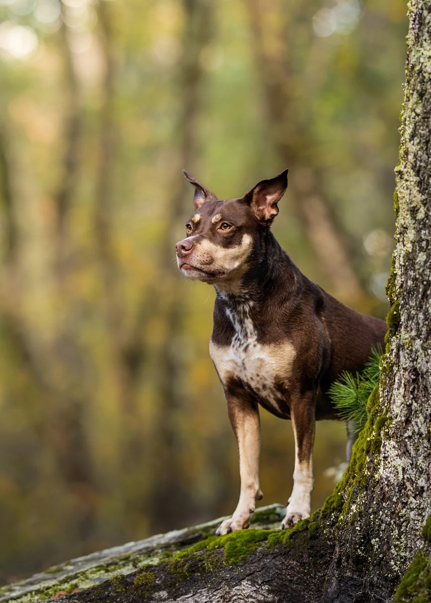 A brown dog standing on a mossy log in a forest, with a focused expression and pointed ears, surrounded by blurred trees and yellow leaves in Chatham NY.