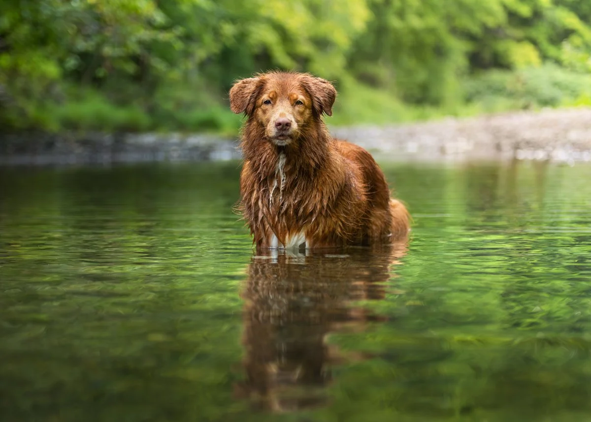 A Novia Scotia Duck Tolling Retriever dog standing in a shallow river with a lush green forest in the background in Hudson Valley NY.