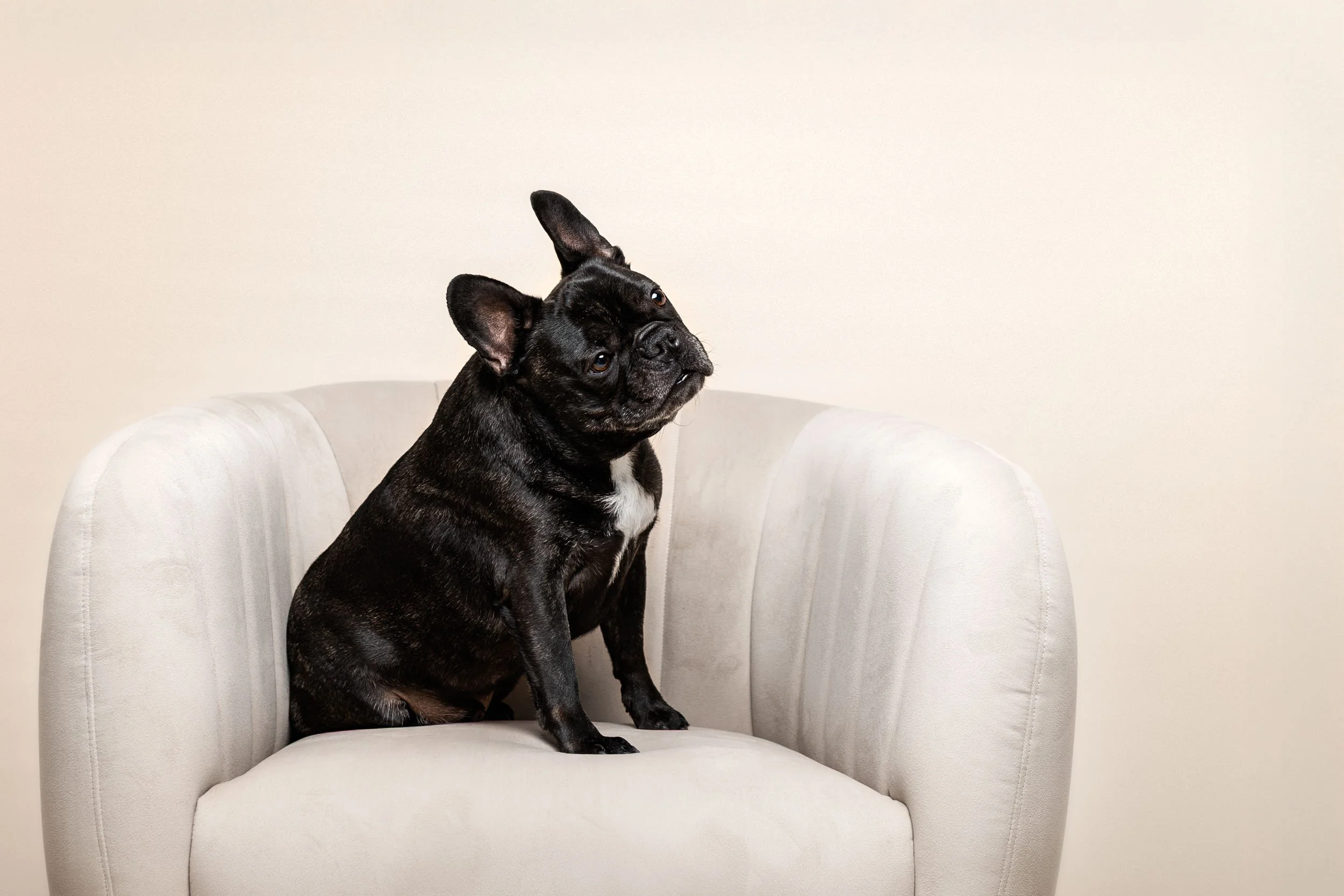 A black French Bulldog sitting on a light-colored upholstered chair against a plain beige wall.