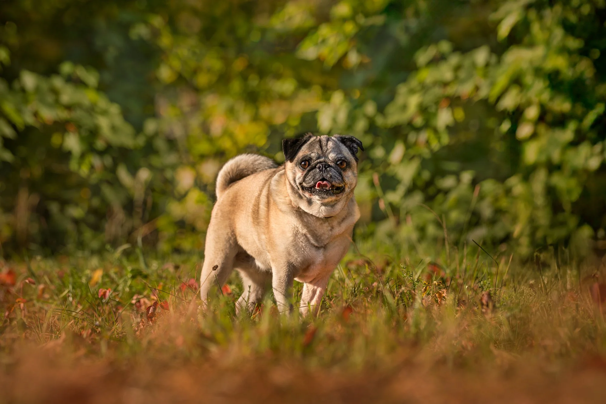A small pug dog standing outdoors on grass with a blurred green leafy background.