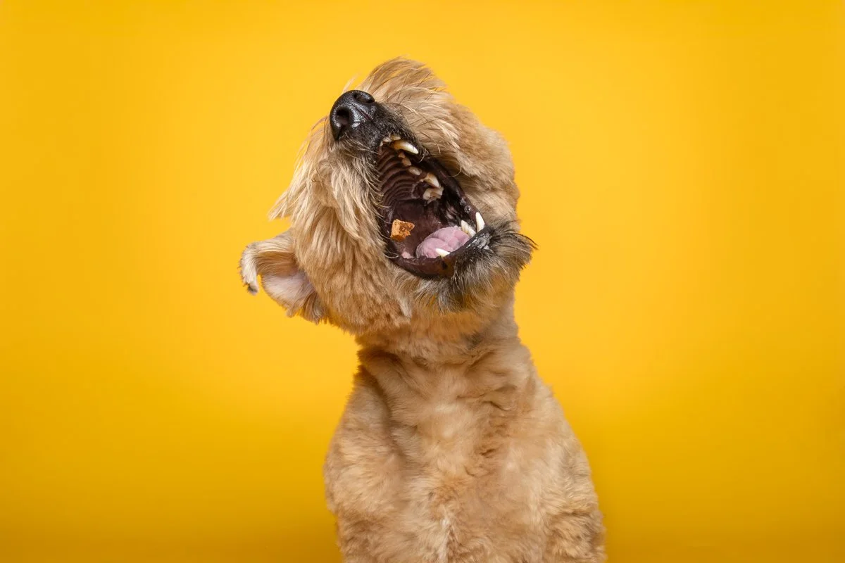 A Wheaten Terrier dog with a fluffy coat yawning against a bright yellow background in Albany NY.