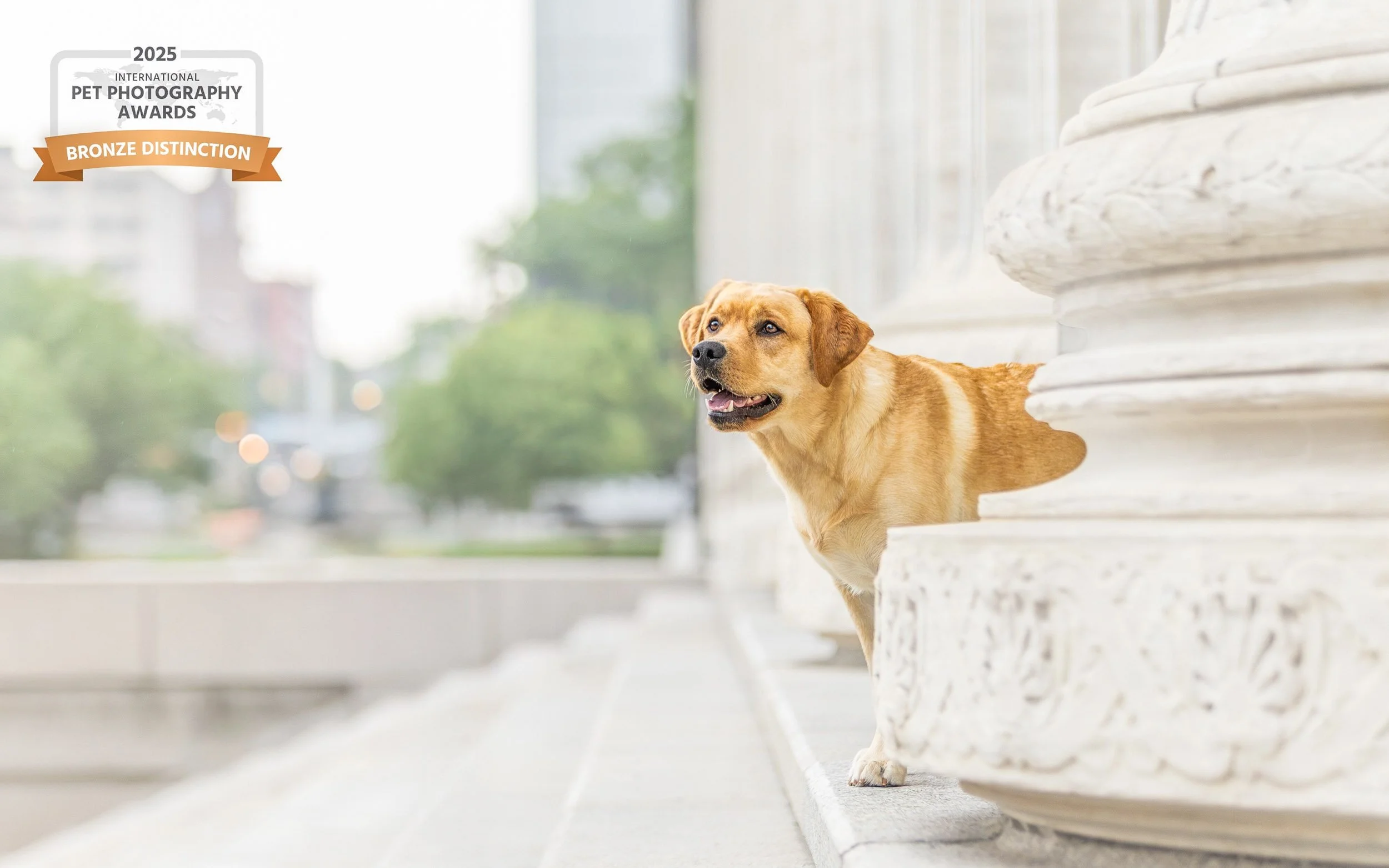 A Yellow Labrador Retriever in side profile against a cityscape