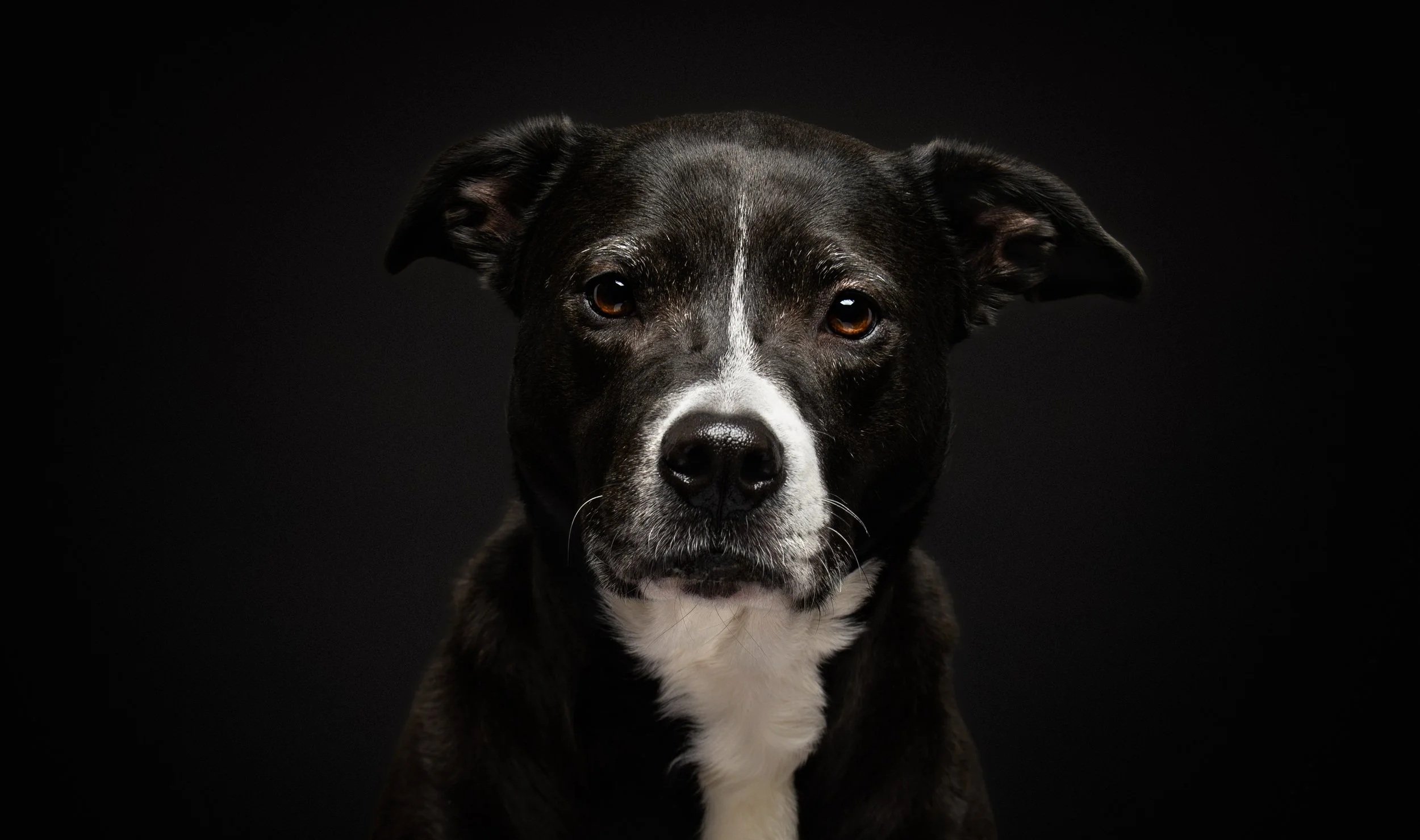 A pretty senior black and white Pitbull dog looking straight at the camera in front of a black background