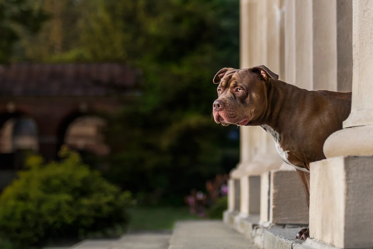A brown Pitbull dog with a white chest peeking out from a stone porch, looking into the distance at Saratoga State Park in Saratoga NY.