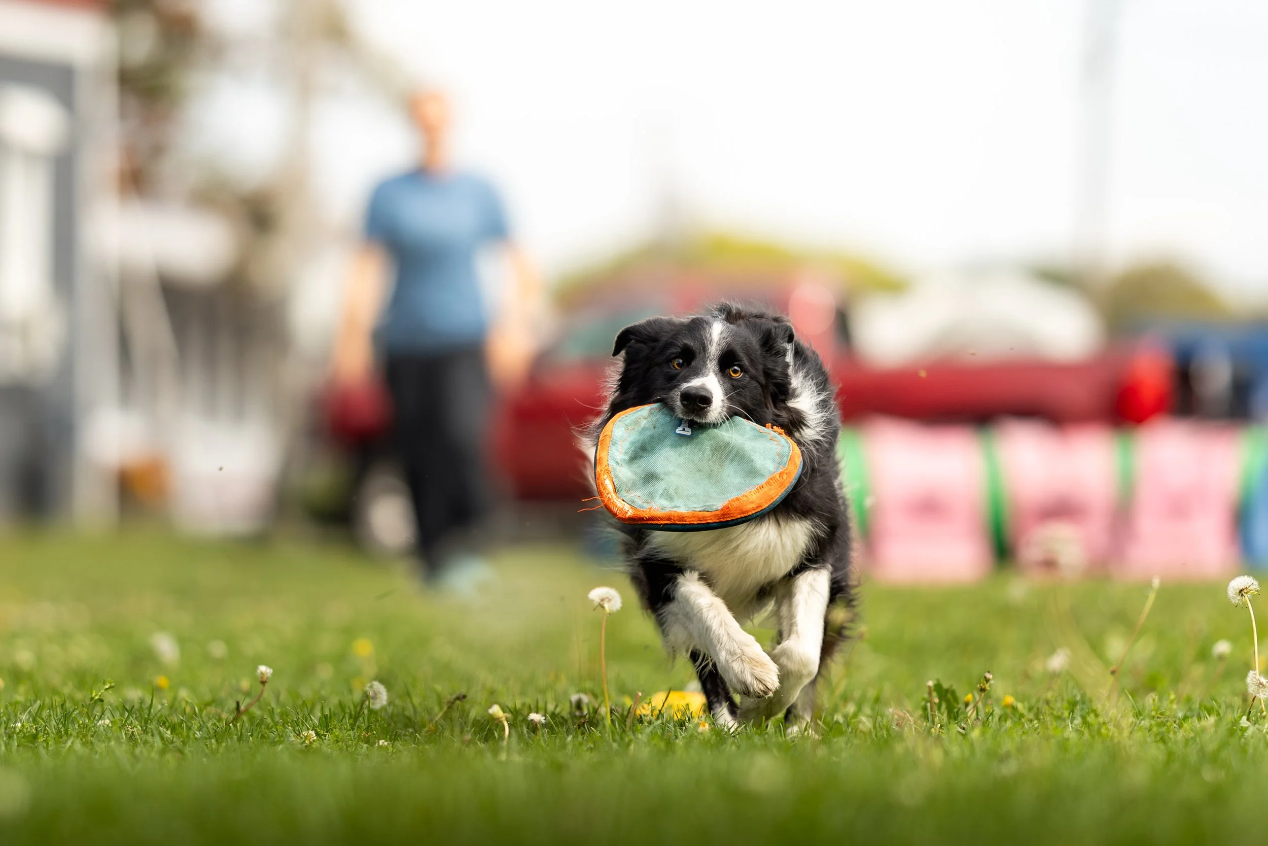 A black and white Border Collie dog running with a frisbee in its mouth
