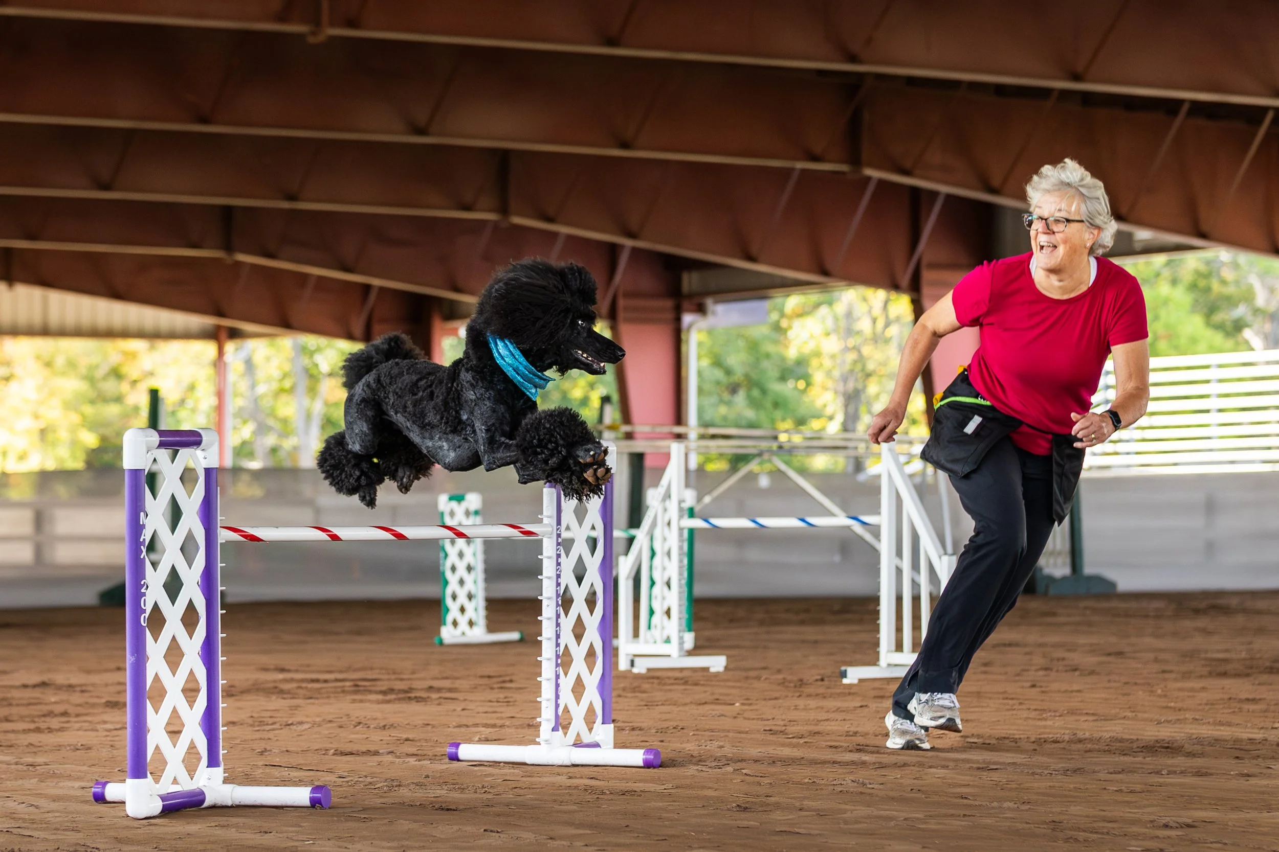 A black Standard Poodle dog jumping over an agility obstacle