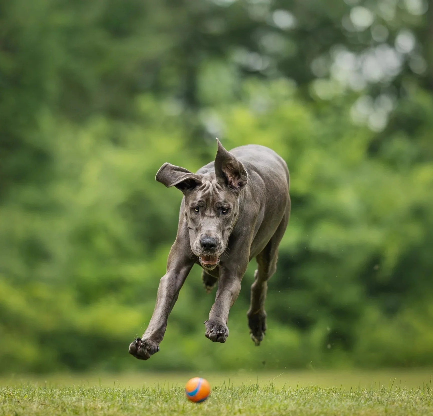 A Great Dane dog chasing an orange ball in a park