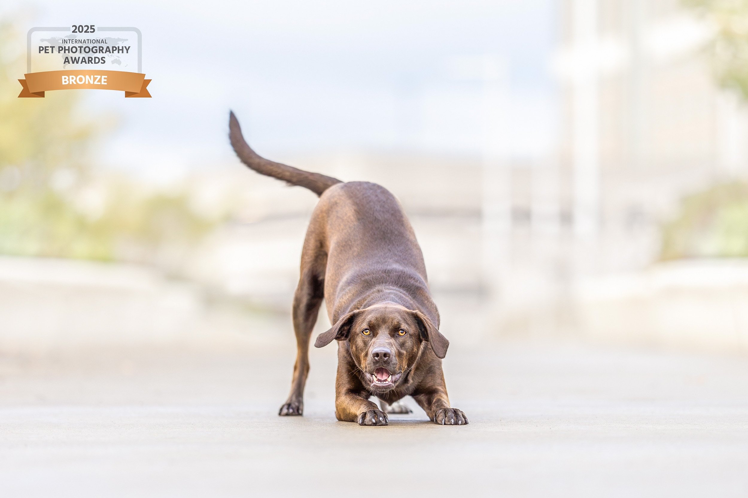 Brown dog play bowing in front of a cityscape
