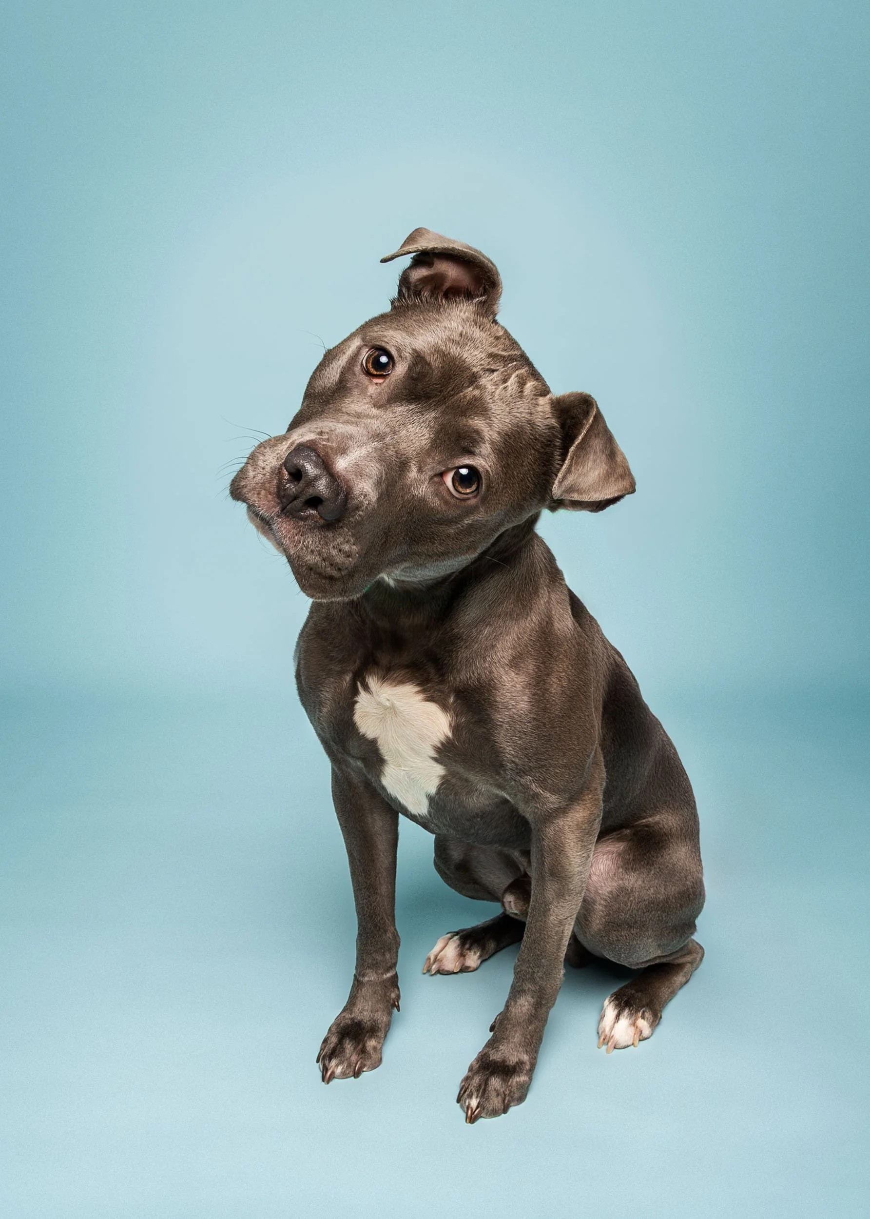 A sitting gray blue nose Pitbull dog with a white patch on its chest against a solid light blue background, looking at the camera with a curious expression.