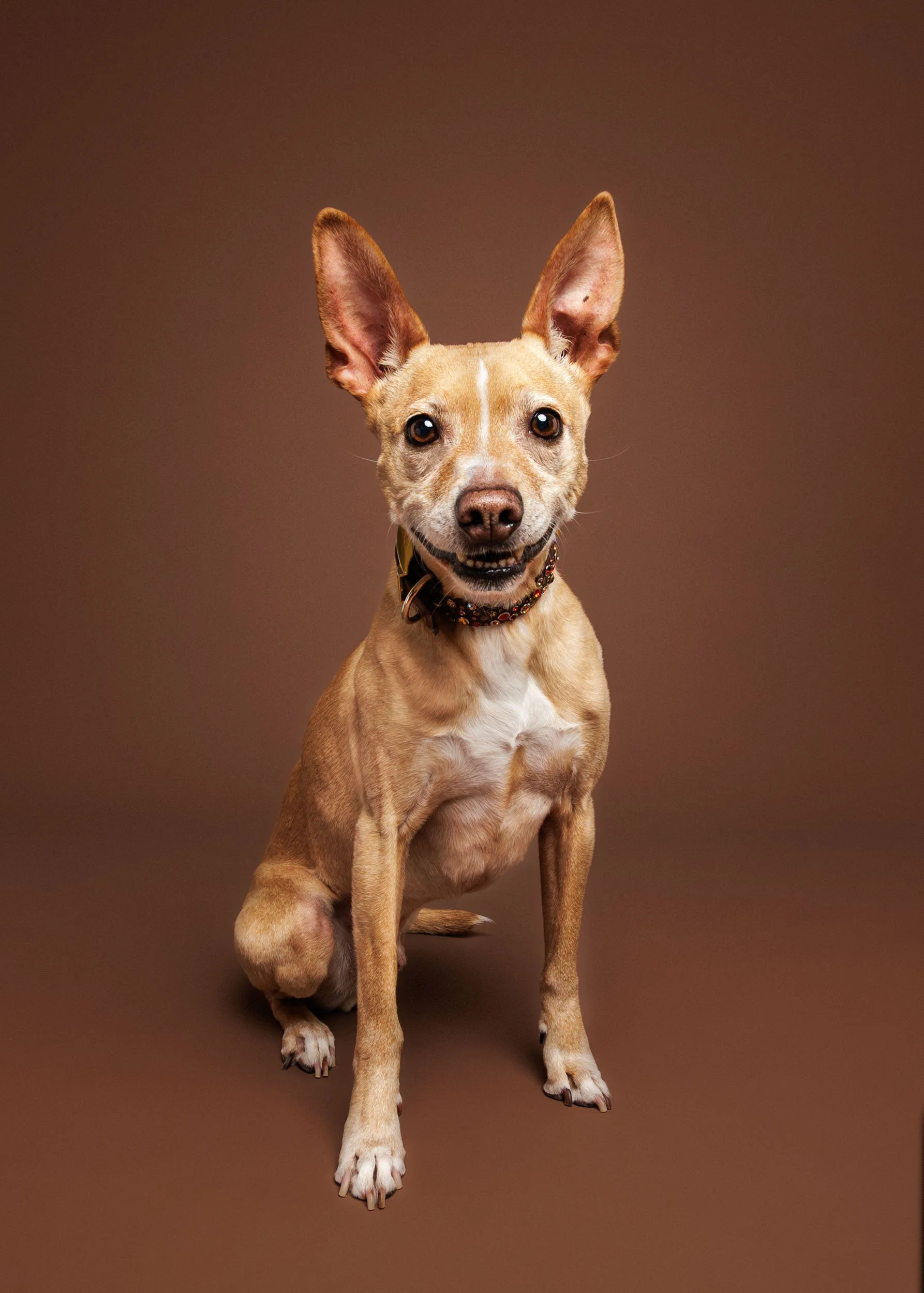 A small three-legged tan dog with large ears, sitting on a brown background, looking at the camera with a happy expression.