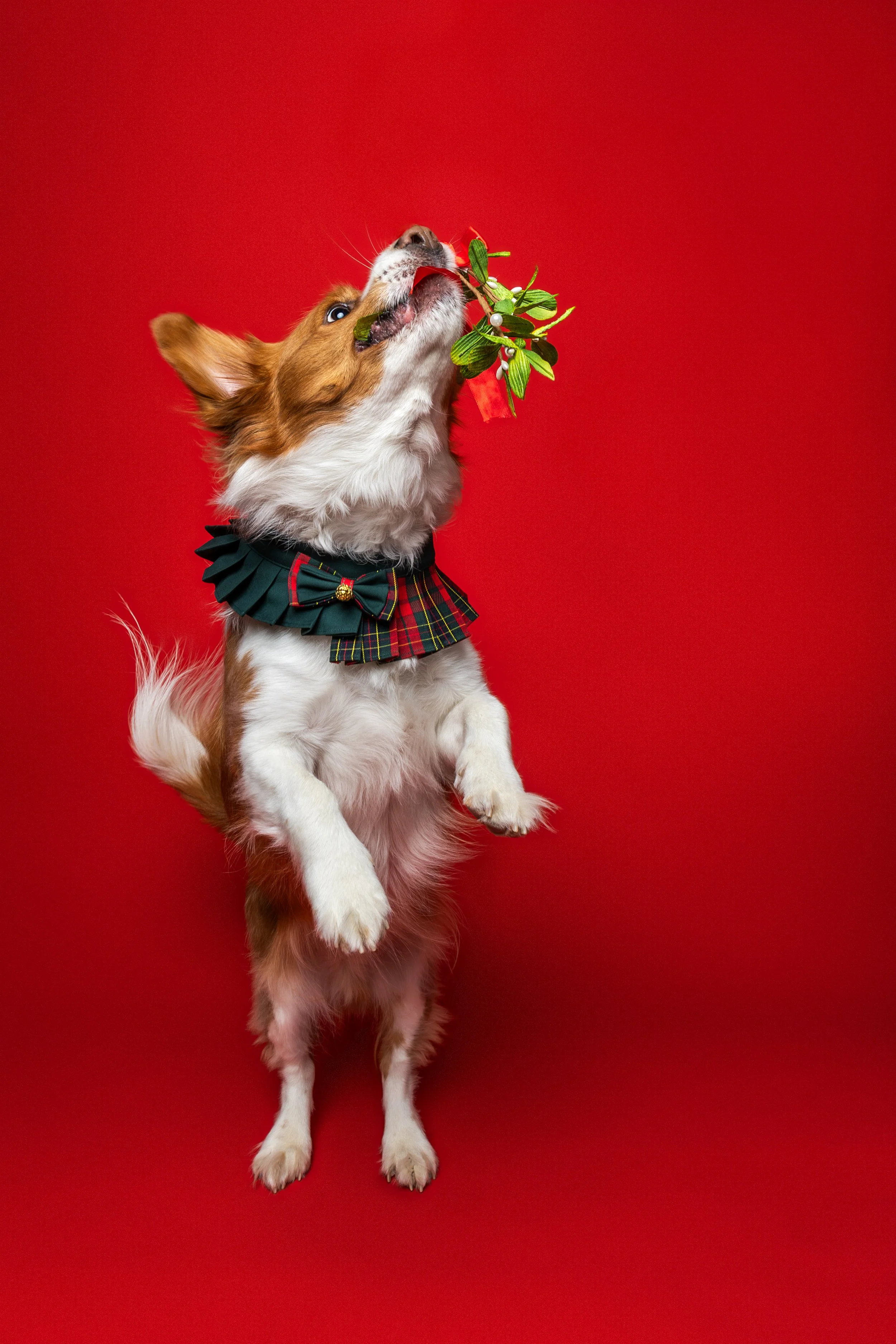 Dog jumping in front of red background, wearing a holiday plaid bow tie and collar, catching a sprig of mistletoe.