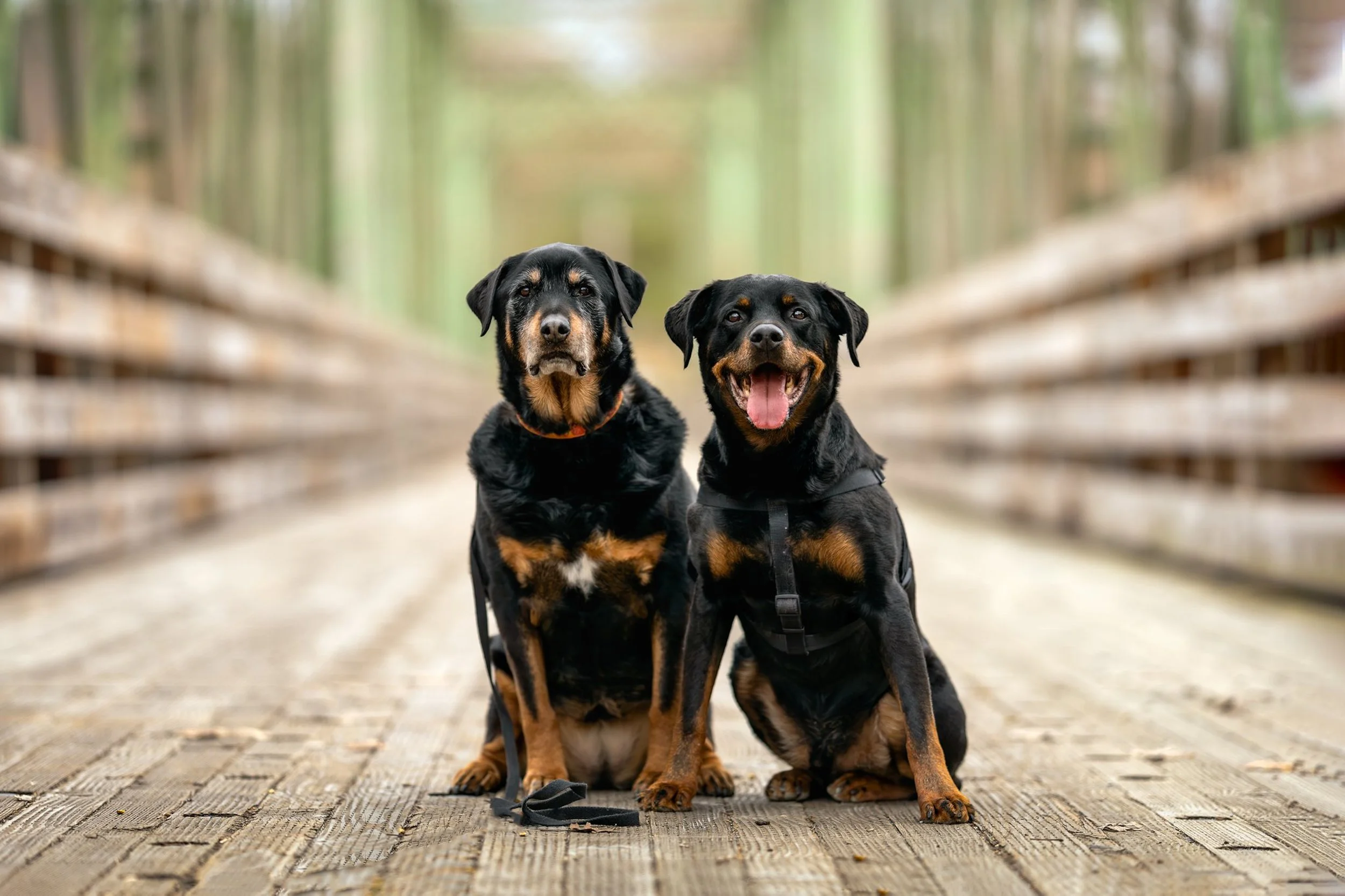 Two Rottweiler dogs siting on a pedestrian bridge