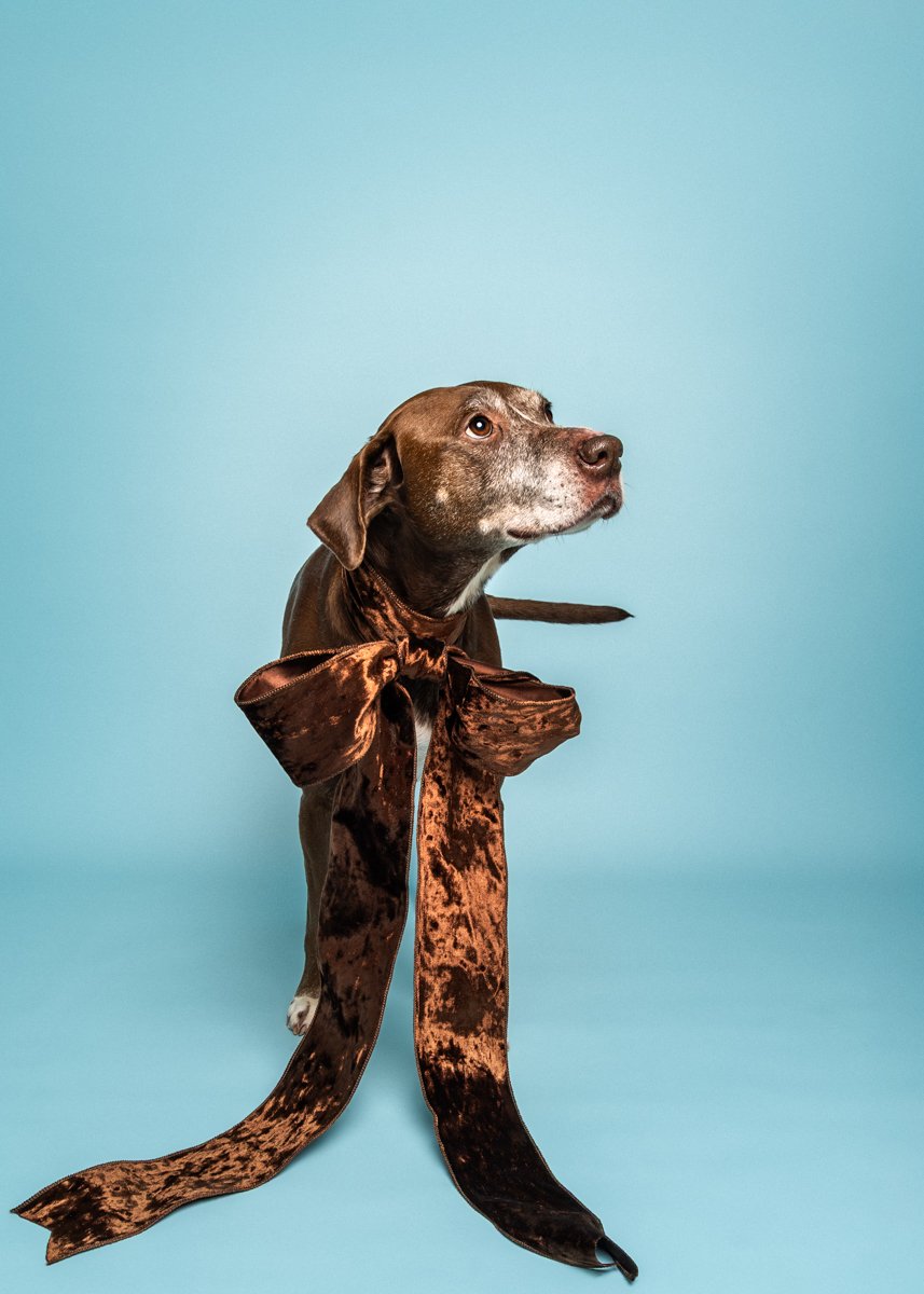 A brown dog with a white snout wearing a large velvet bow tie, standing against a light blue background in Schenectady NY.