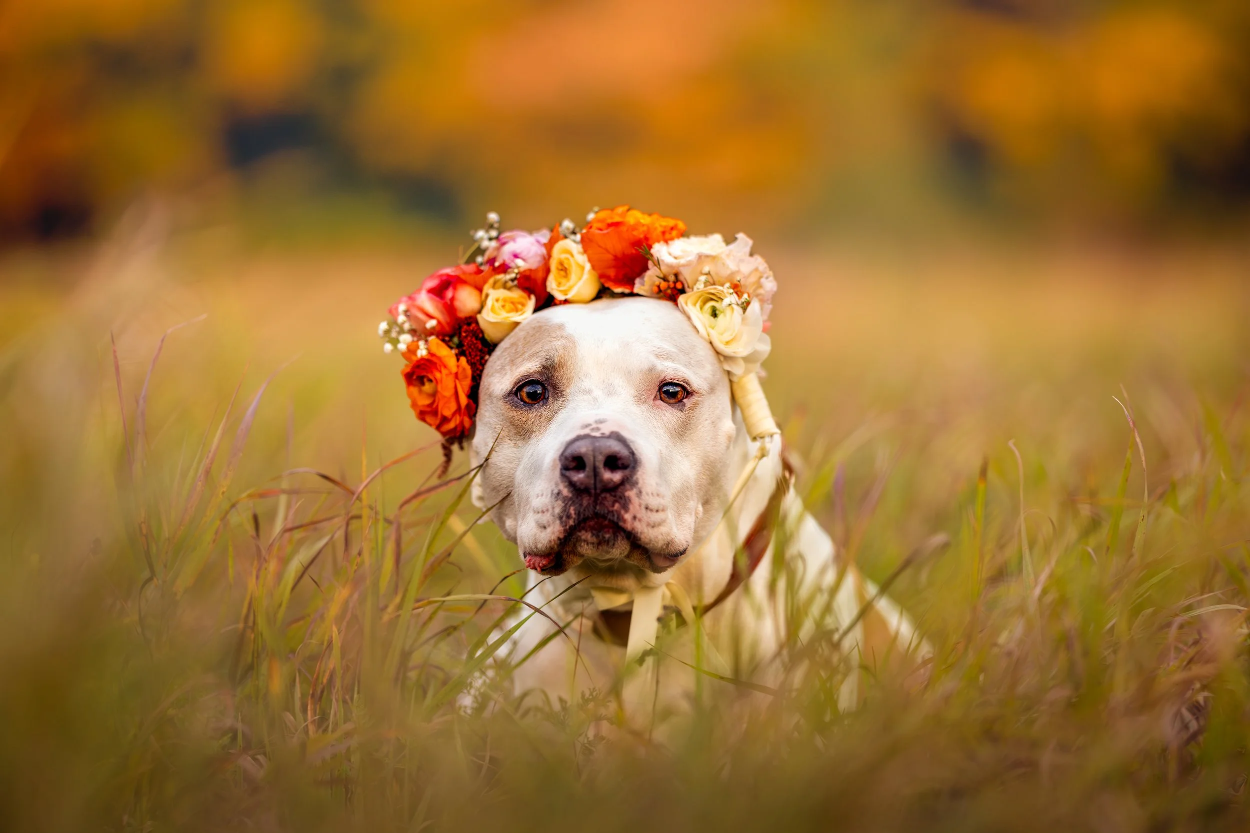 A white and brown Pitbull dog with a floral crown of orange, white, pink, and yellow flowers, lying in tall grass with autumn-colored trees in the background in Hudson Valley NY.