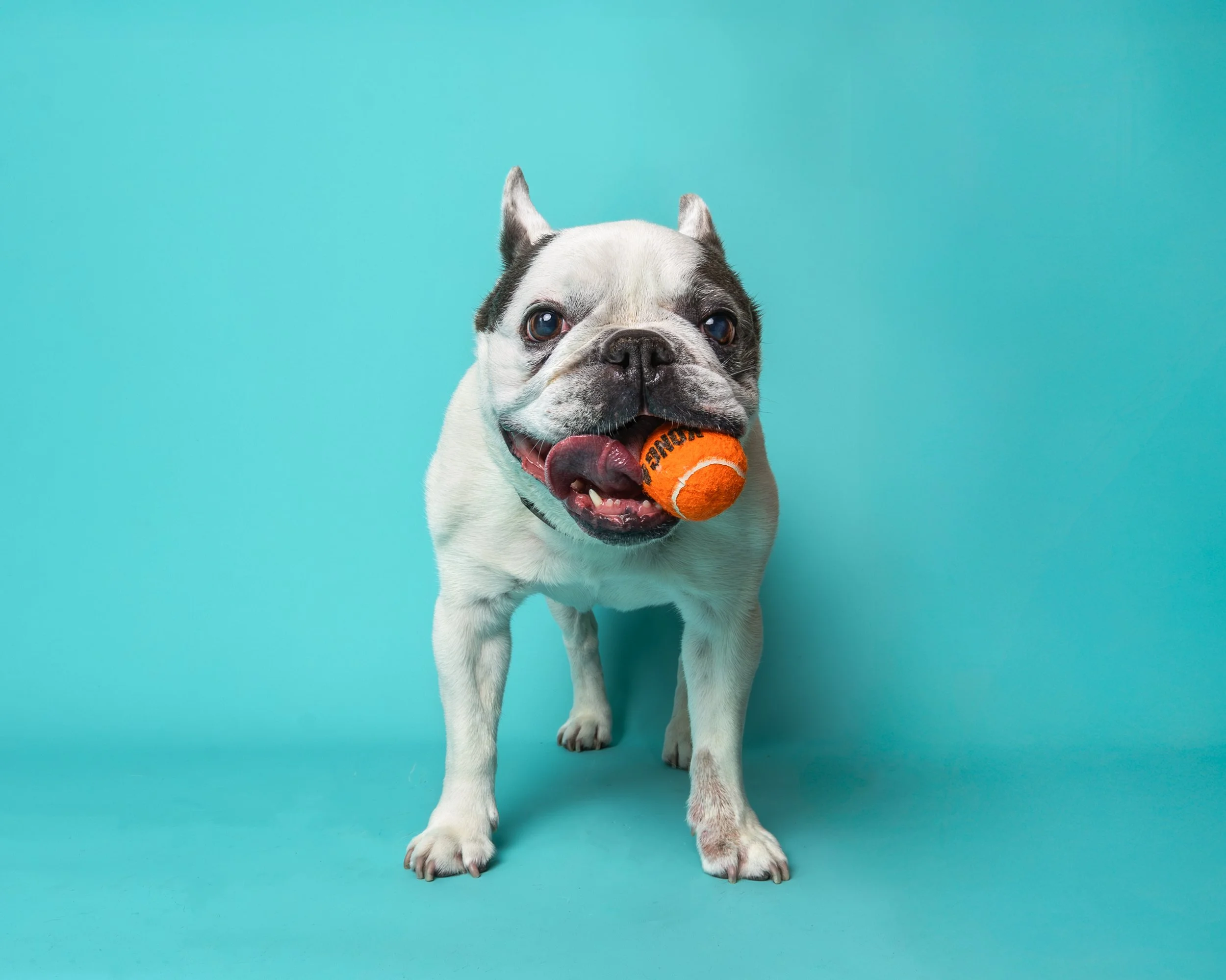 A happy black and white Boston Terrier dog standing against a blue background with an orange tennis ball in it's mouth